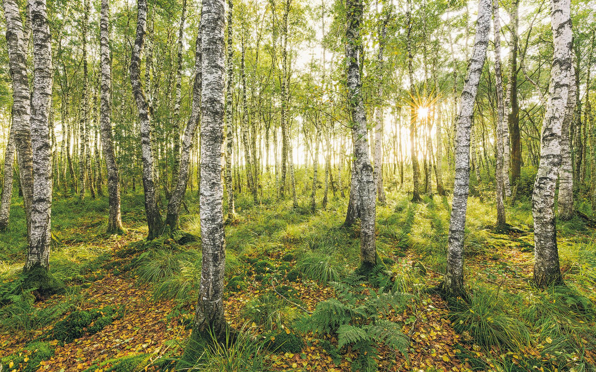 Vliestapete Sh043-Vd4 Birch Trees - Natur (400/250cm)
