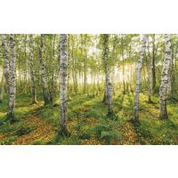 Vliestapete Sh043-Vd4 Birch Trees - Natur (400/250cm)