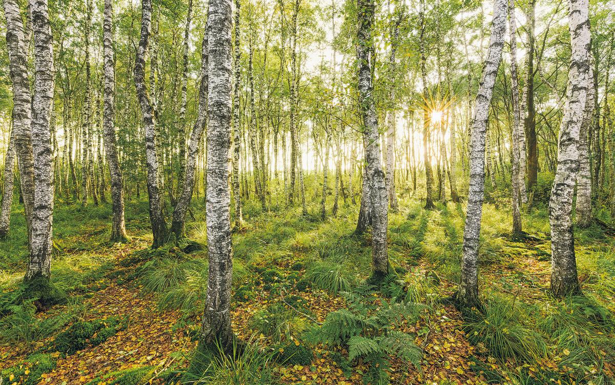 Vliestapete Sh043-Vd4 Birch Trees - Natur (400/250cm)