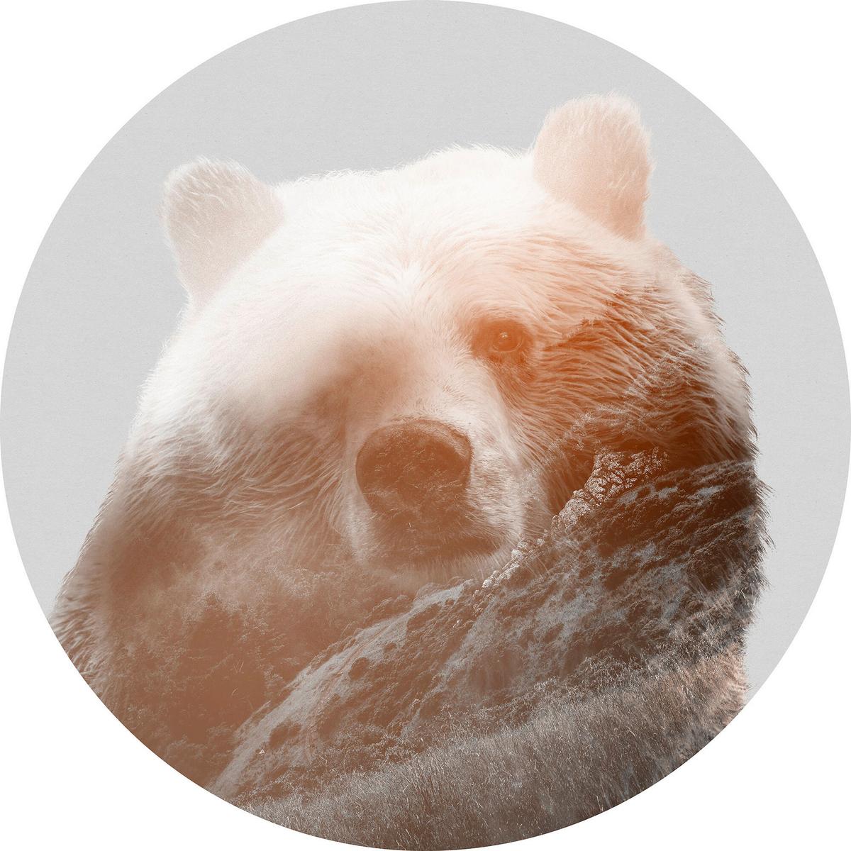 Fototapete Bearava - Multicolor, Trend, Papier (125cm) - Komar
