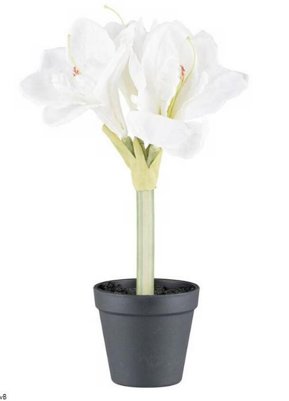 Amaryllis Amaryllis - Braun/Weiß, KONVENTIONELL, Kunststoff (32cm)