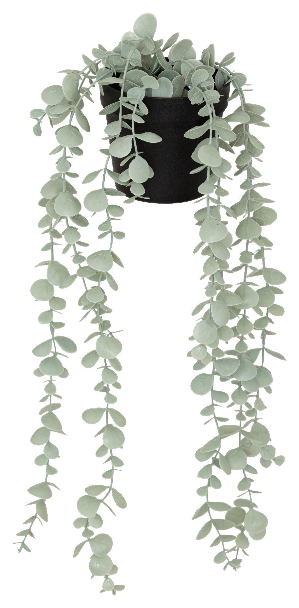 Umelá rastlina EUKALYPTUS - čierna/zelená, Basics, plast (18/51/13cm) - Mömax