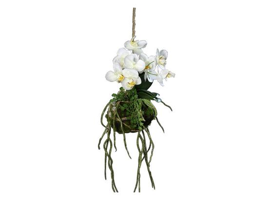 Phalänopsis Im Erdballen - Creme/Grün, Basics, Kunststoff (26cm) Phalänopsis Im Erdballen - Creme/Grün, Basics, Kunststoff (26cm)