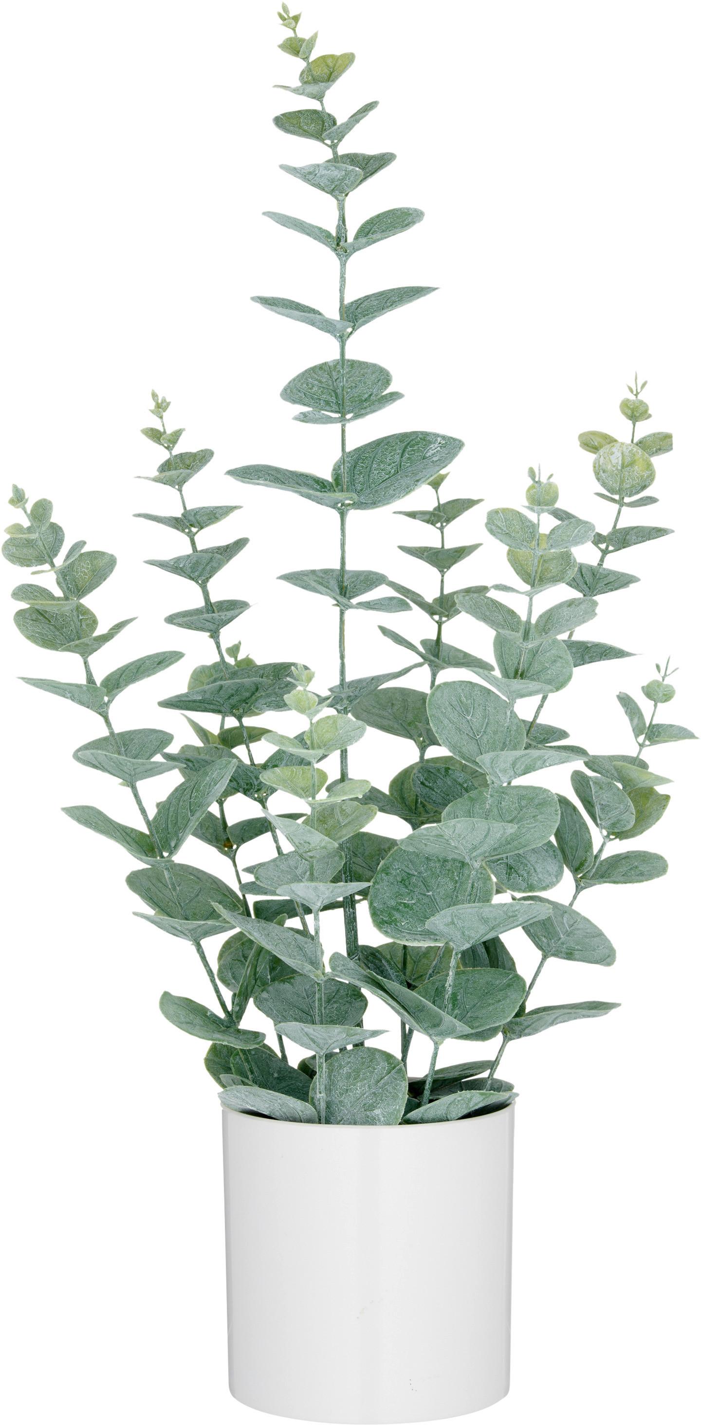 Umelá rastlina EUKALYPTUS I - sivá/biela, Lifestyle, plast (52cm) - Mömax