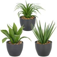 Umělá rostlina SUKKULENTE II - černá/zelená, Konvenční, plast (20cm) - Mömax