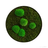 Moosbild Grün D: 34 Cm - Grün, Basics, Naturmaterialien/Metall (34/6cm)