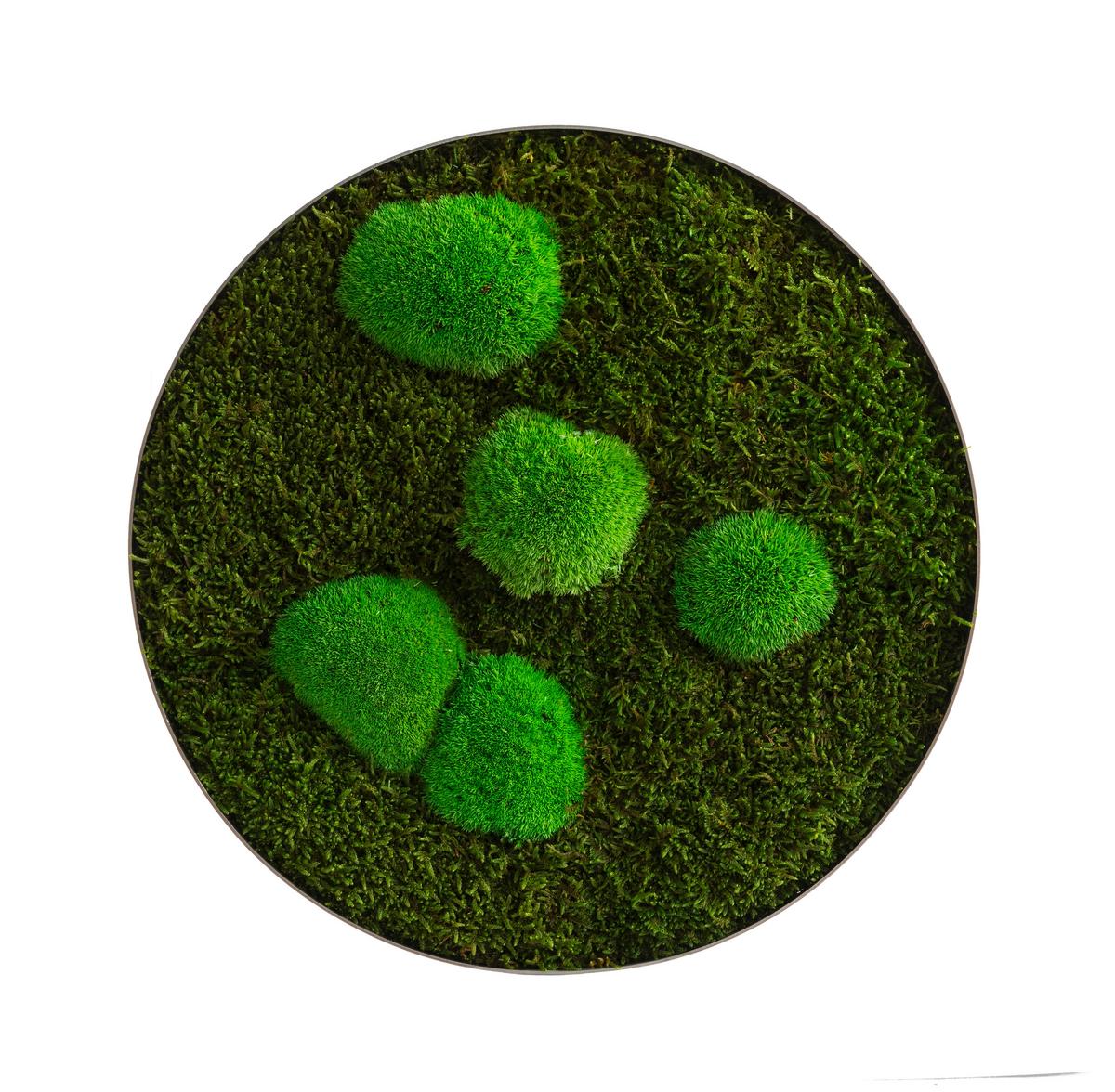 Moosbild Grün D: 34 Cm - Grün, Basics, Naturmaterialien/Metall (34/6cm)