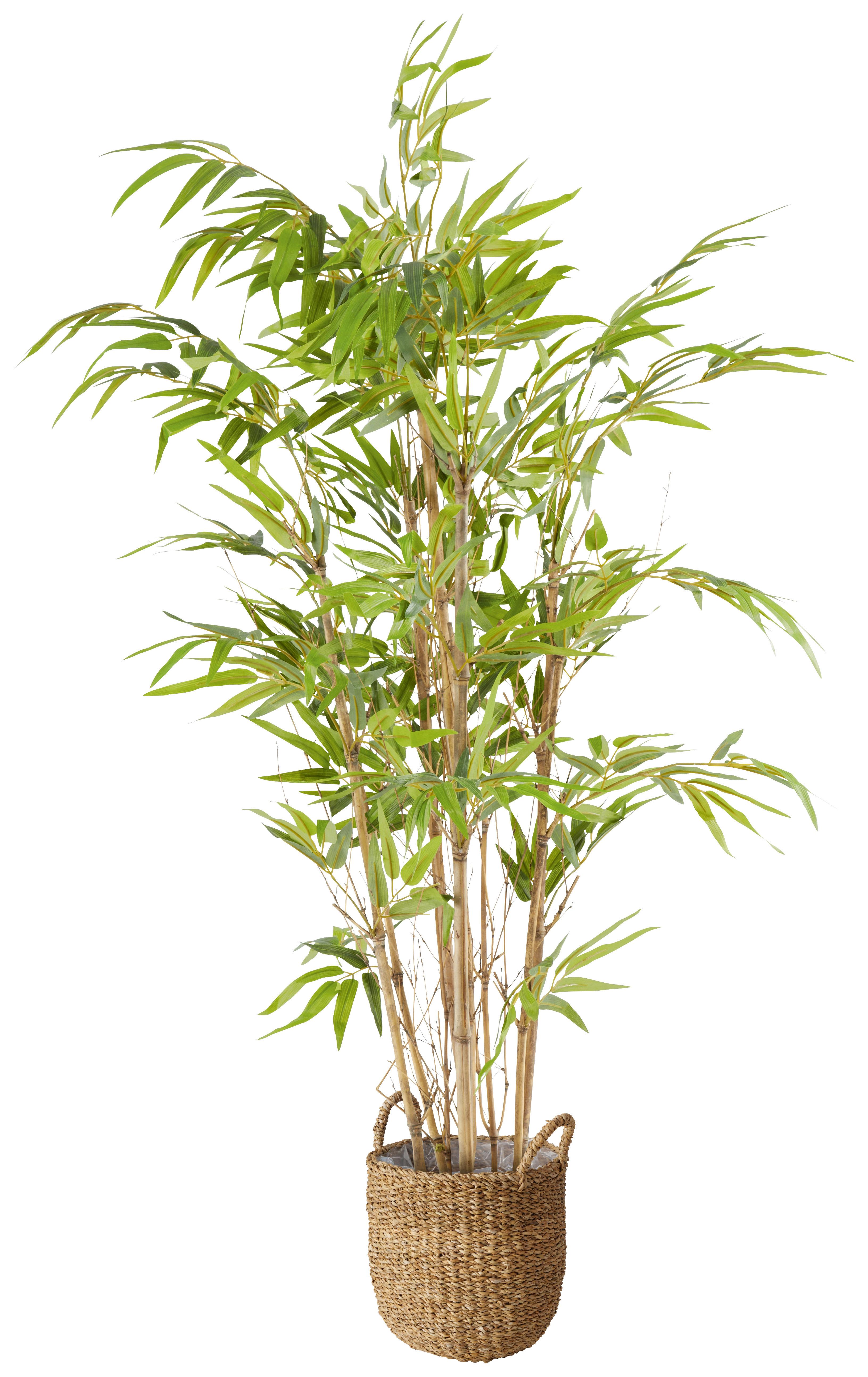 UMELÁ RASTLINA NOAH - hnedá/zelená, plast (120cm) - Modern Living