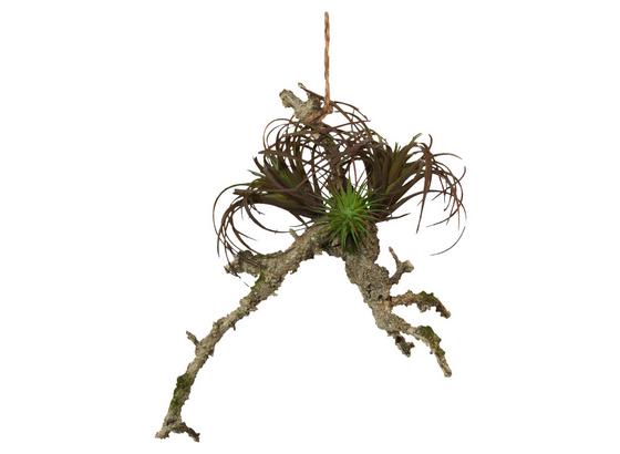 Umelá Rastlina Sukkulente Auf Ast I - sivá/zelená, Natur, plast (23/19cm) Umelá Rastlina Sukkulente Auf Ast I - sivá/zelená, Natur, plast (23/19cm)