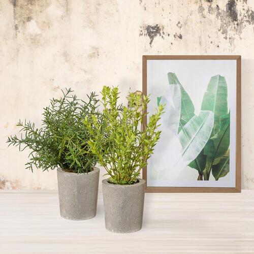 Kunstpflanze Rosmarin, Grün inkl. Topf, H: 35 cm - Grau/Grün, Basics, Kunststoff/Stein (35cm) - P & B