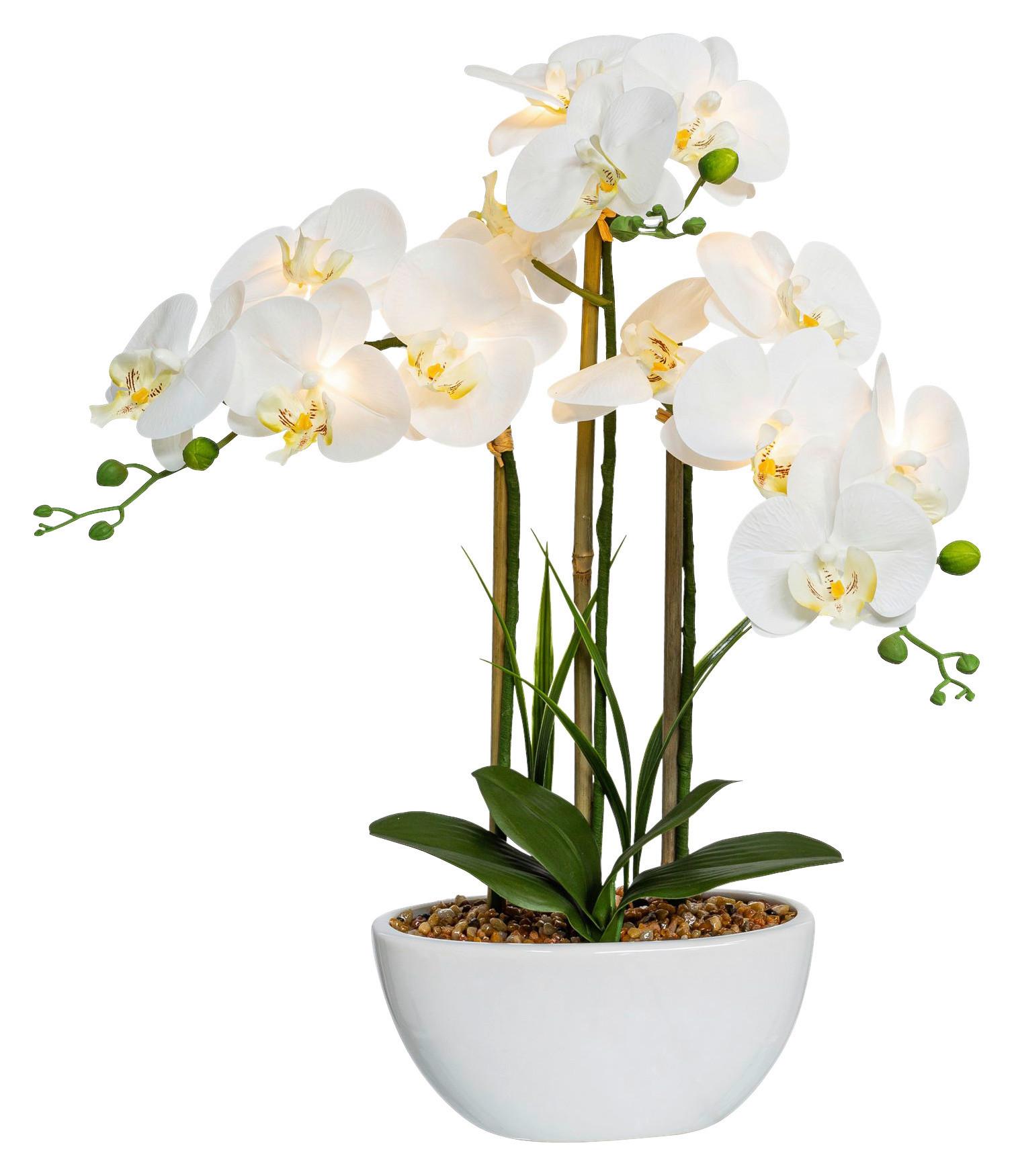 Umelá Rastlina Orchidea, 60cm, S Led Osvetl. - biela/krémová, Natur, plast/keramika (60cm) - Modern Living