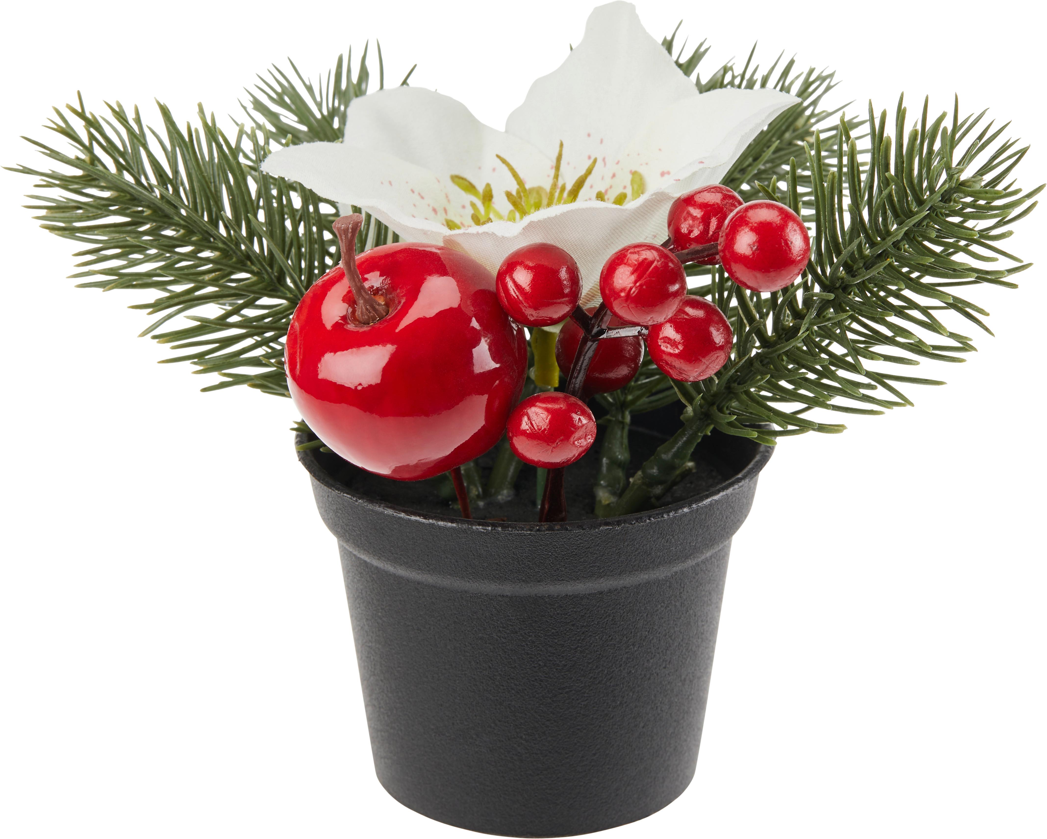 Kunstpflanze Christrose Rot / Weiß H: 13 cm Tea