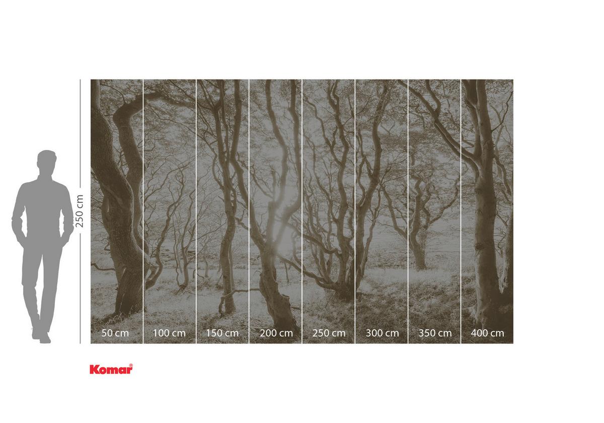 Vliestapete Bleached Birch - Braun/Weiß, Basics (400/250cm) - Komar