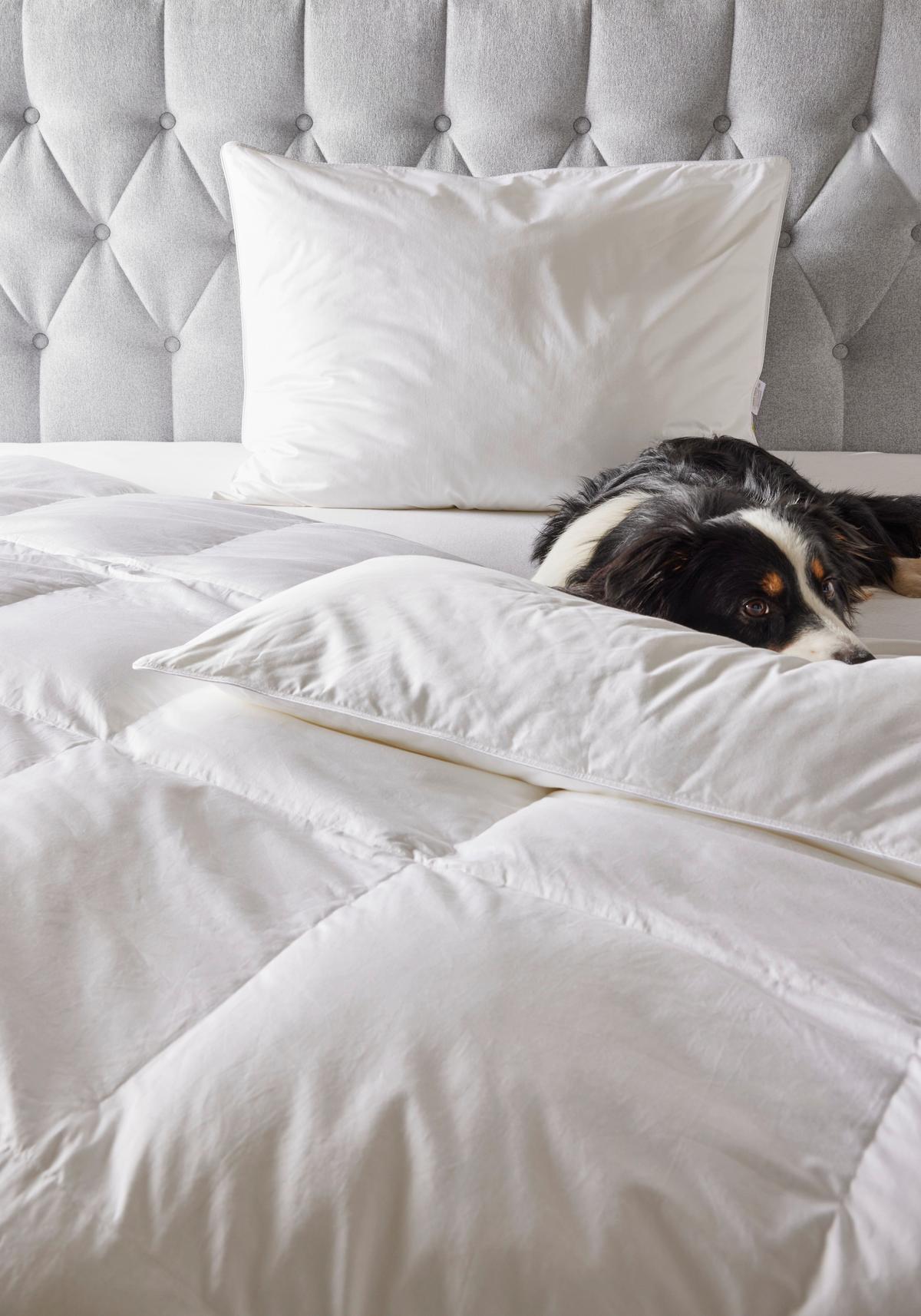 POLŠTÁŘ POD HLAVU Vegandown, 70/90cm, bílá - bílá, Konvenční, textil (70/90cm) - Premium Living