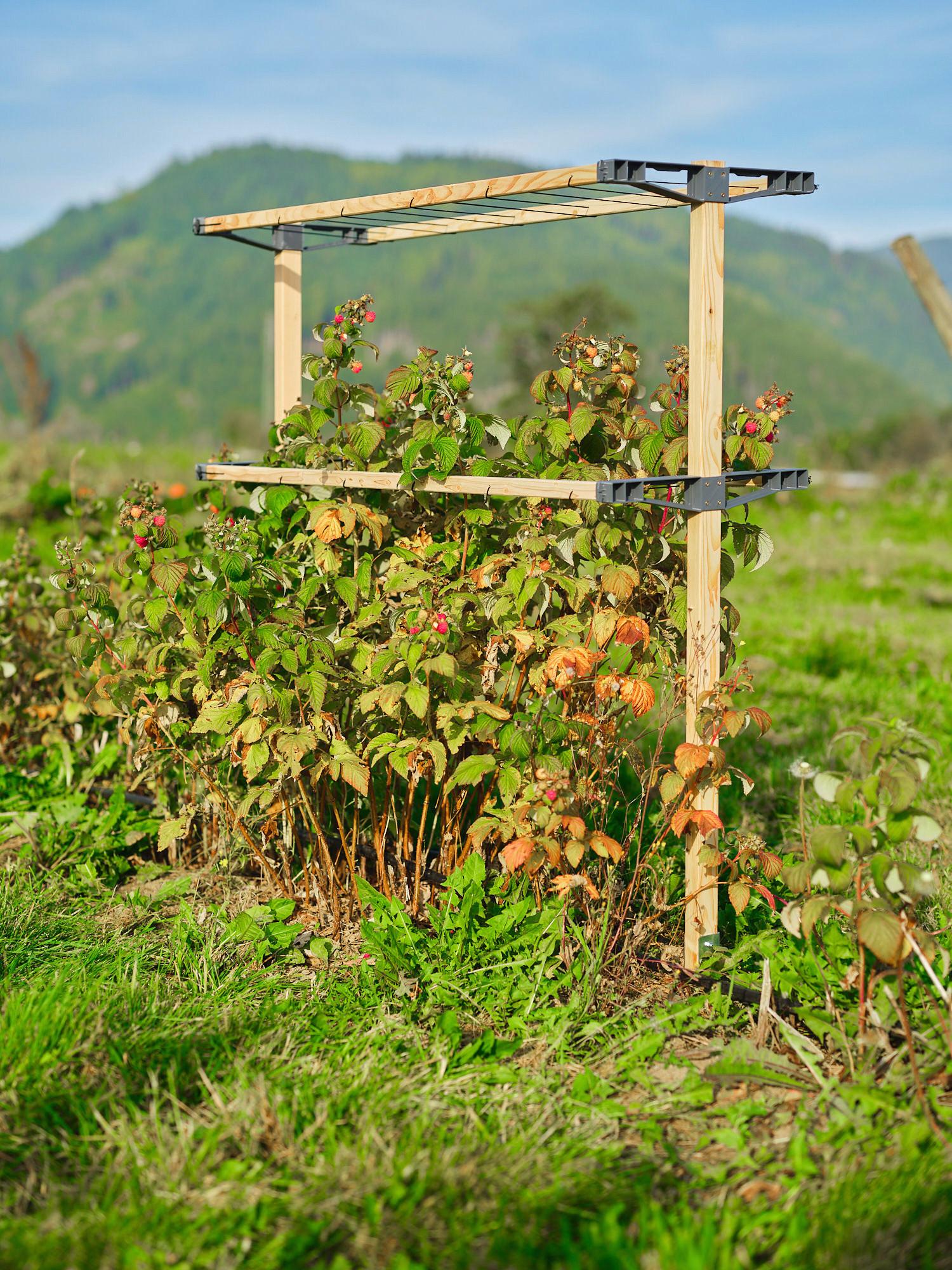 Rankhilfe Lärchefarben B: 118,5 cm - Lärchefarben, Basics, Holz/Kunststoff (118,5/138,5/34,5cm)