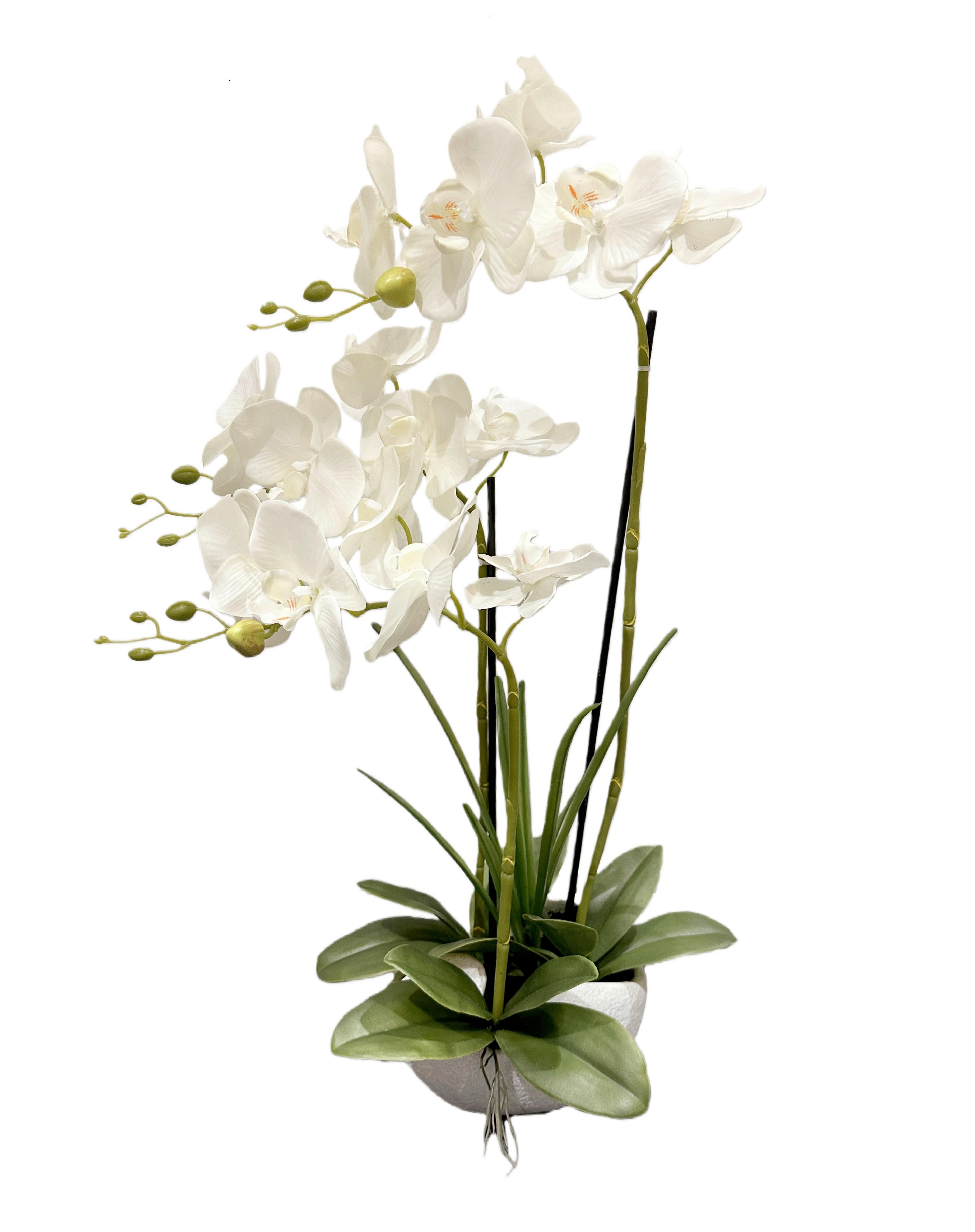 Orchidee Merve