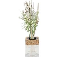 Diffúzor Eileen - zöld, Basics, műanyag/Üveg (7/22/7cm) - Luca Bessoni