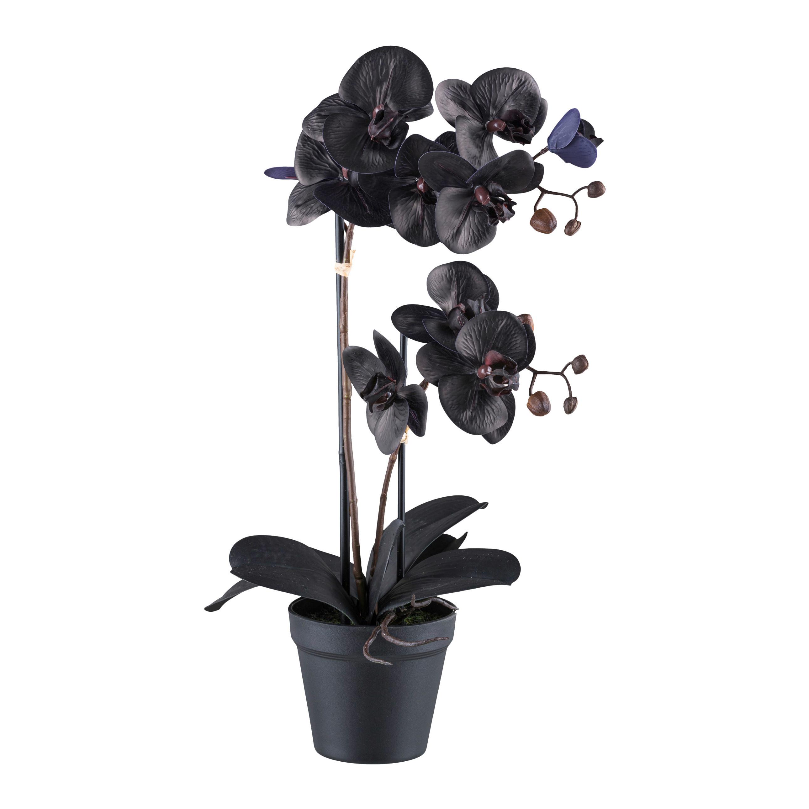 Kunstpflanze Orchidee Schwarz, H: 53 cm - Schwarz, Design, Kunststoff (53cm) - P & B