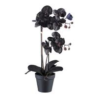 Kunstpflanze Orchidee Schwarz, H: 53 cm - Schwarz, Design, Kunststoff (53cm) - P & B