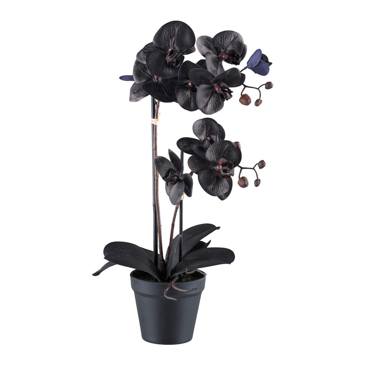 Kunstpflanze Orchidee Schwarz, H: 53 cm - Schwarz, Design, Kunststoff (53cm) - P & B