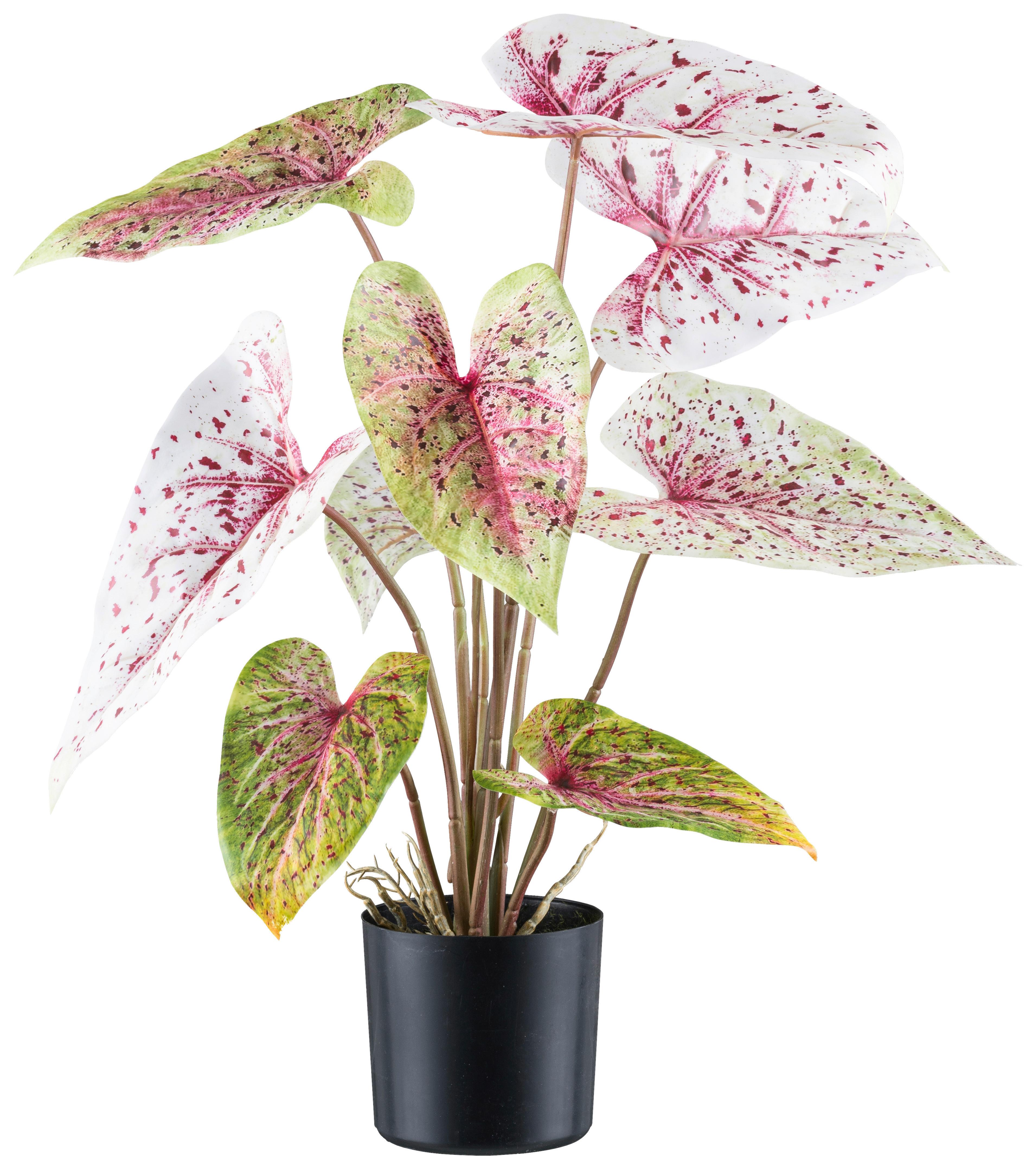 Kunstpflanze H: 55 cm - Rot/Schwarz, Design, Kunststoff (55cm) - P & B