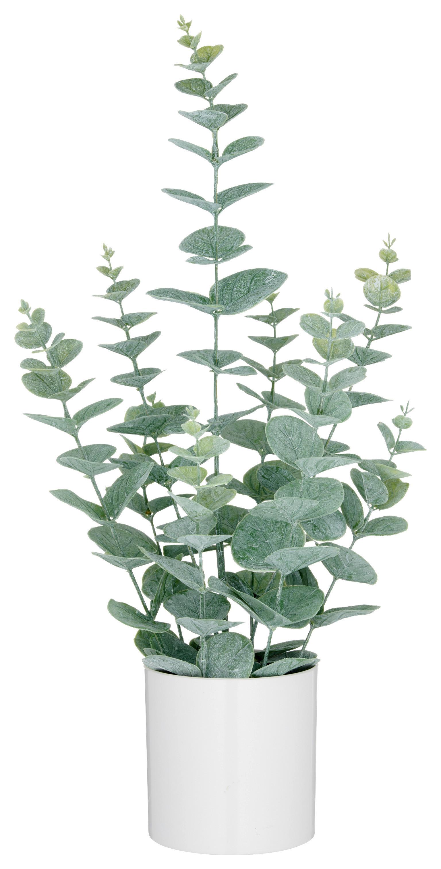 Umelá rastlina EUKALYPTUS I - sivá/biela, Lifestyle, plast (52cm) - Mömax