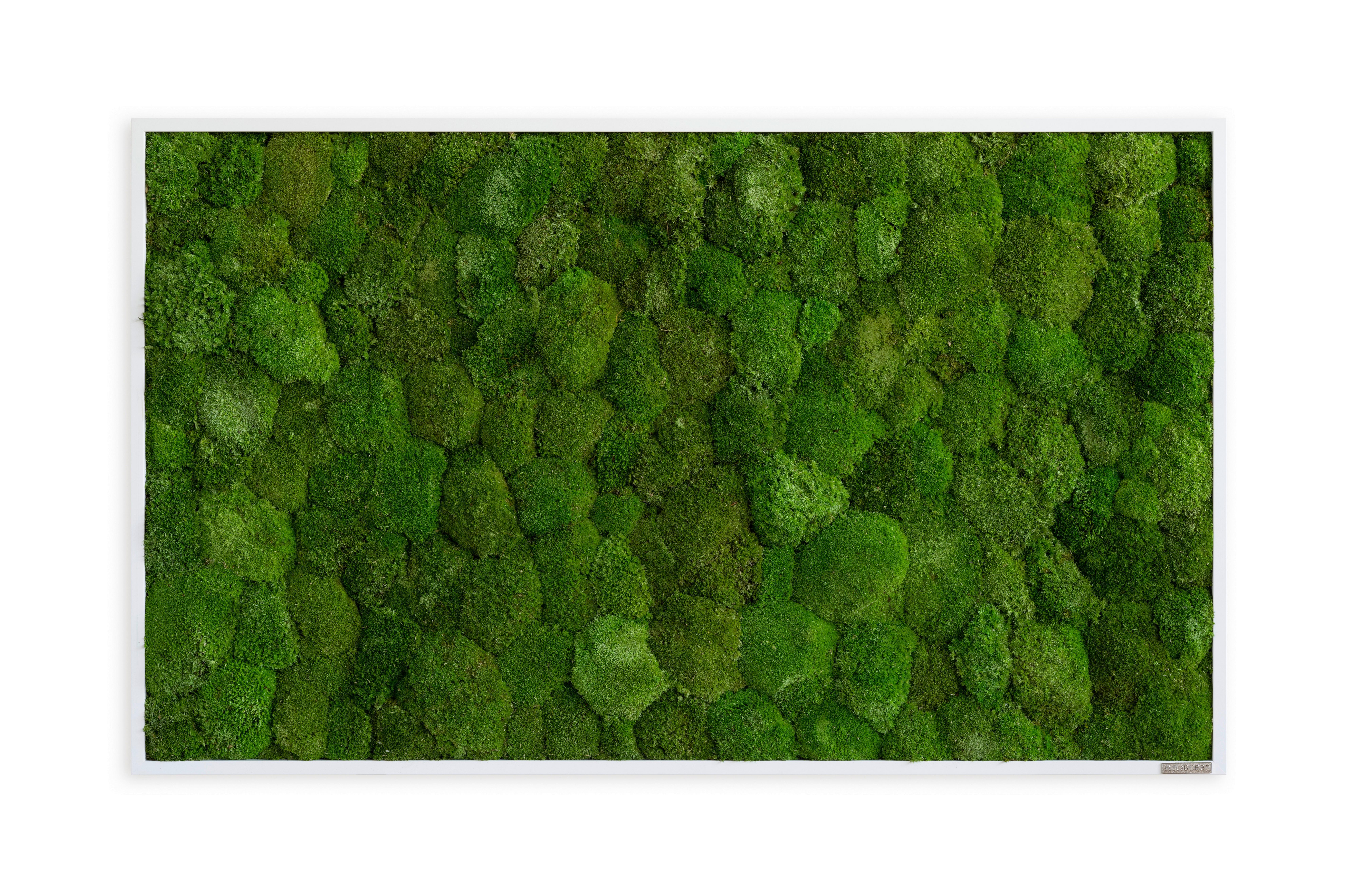 Moosbild Grün B: 100 cm - Weiß/Grün, Basics, Naturmaterialien/Holz (100/60/7cm)