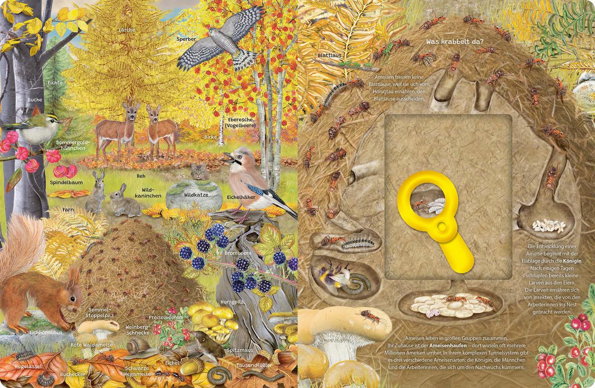 BUCH LUPEN-WIMMELBUCH WALD - Multicolor, Basics, Papier (24,5/32/1,4cm)