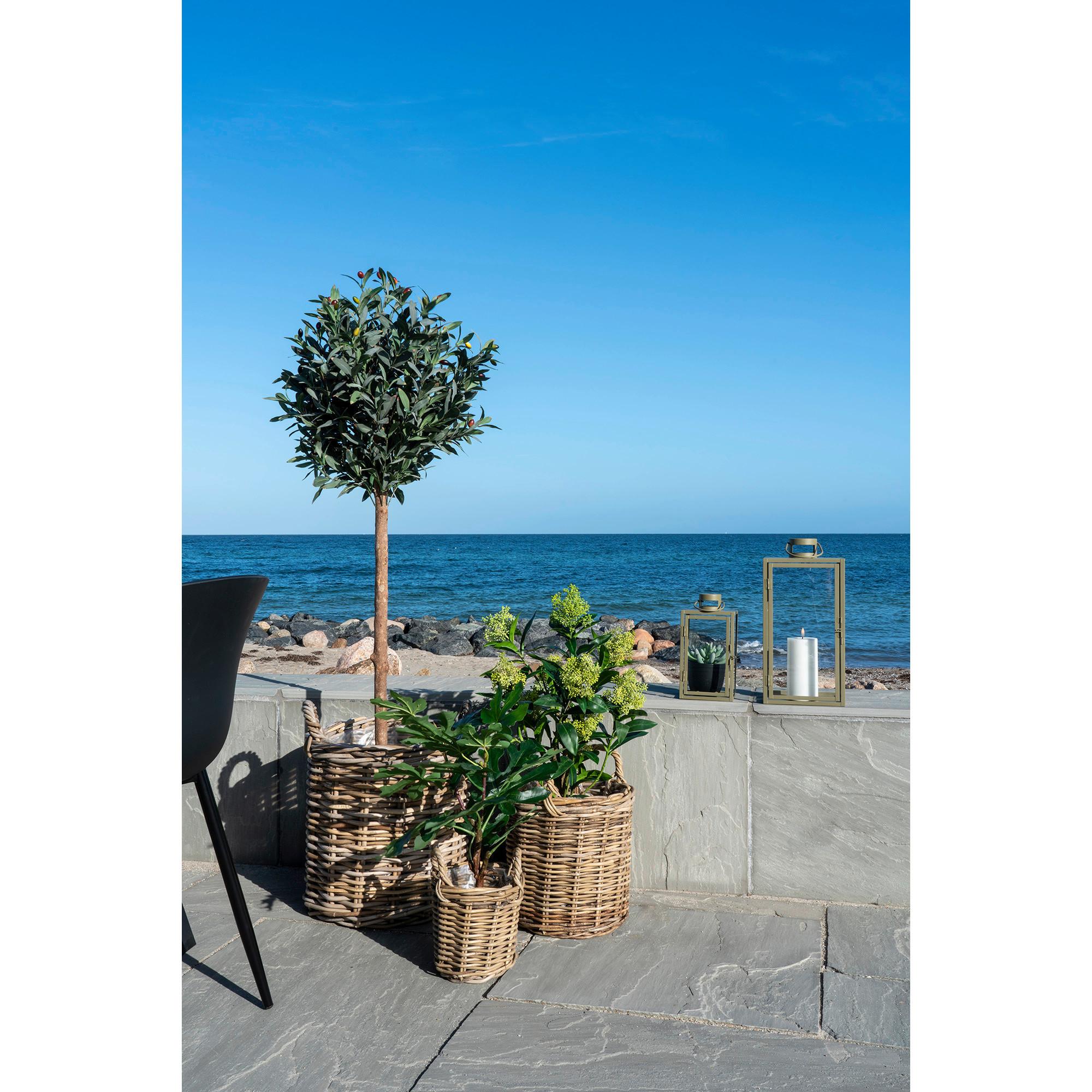 Kunstpflanze Skimmia H: 75 cm Grün Schwarz - Schwarz/Grün, Basics, Kunststoff (75cm)