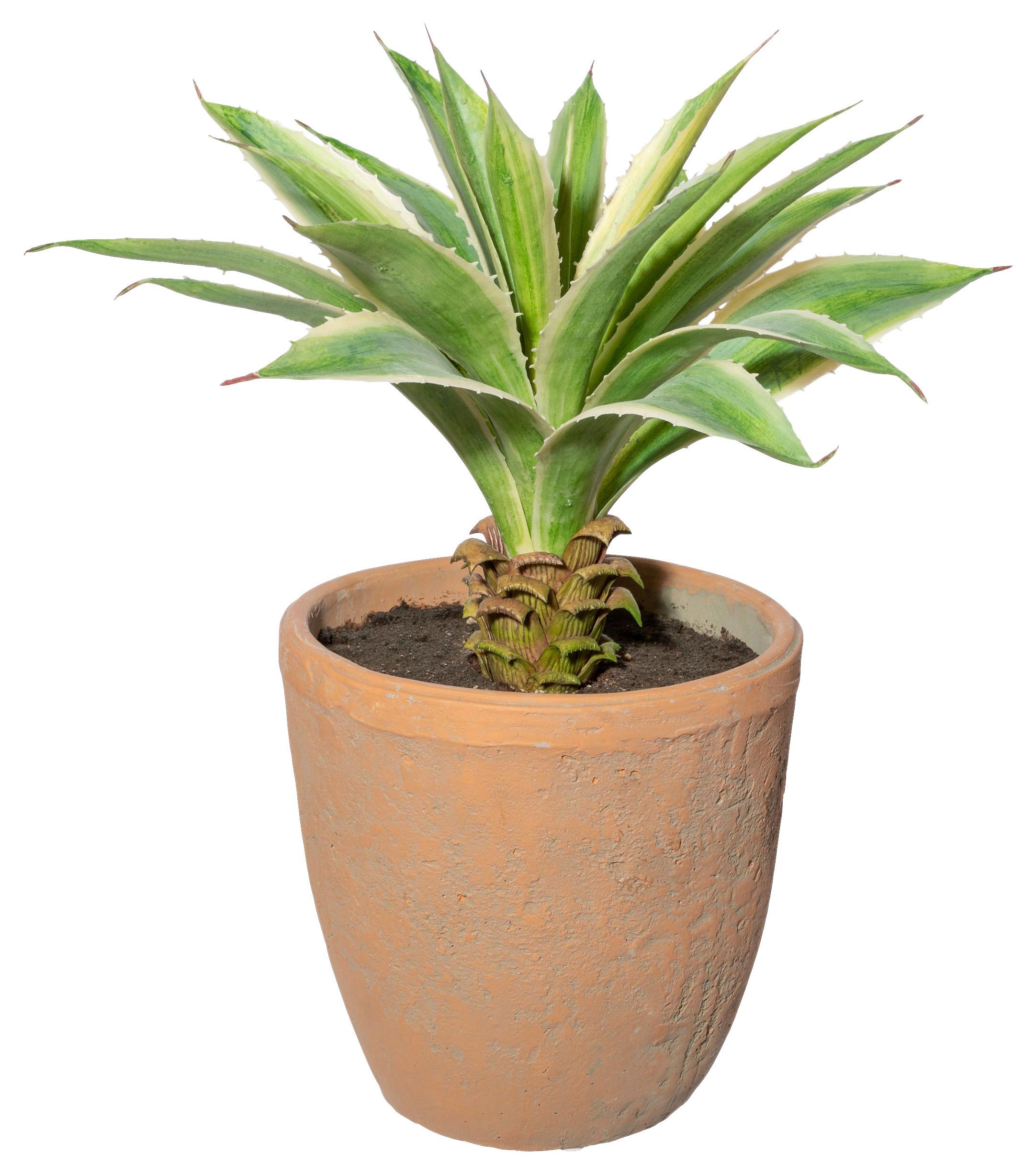 Kunstpflanze Sukkulenten Creme/Grün/Naturfarben, 35 cm - Creme/Naturfarben, Design, Keramik/Kunststoff (35cm) - P & B