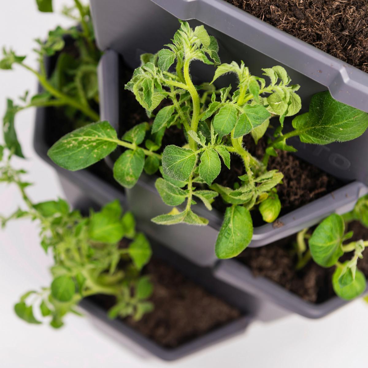 Übertopf Paul Kunststoff Outdoor B/H/T: 44x65x44 cm - Anthrazit, Basics, Kunststoff (44/65/44cm) - Gusta Garden