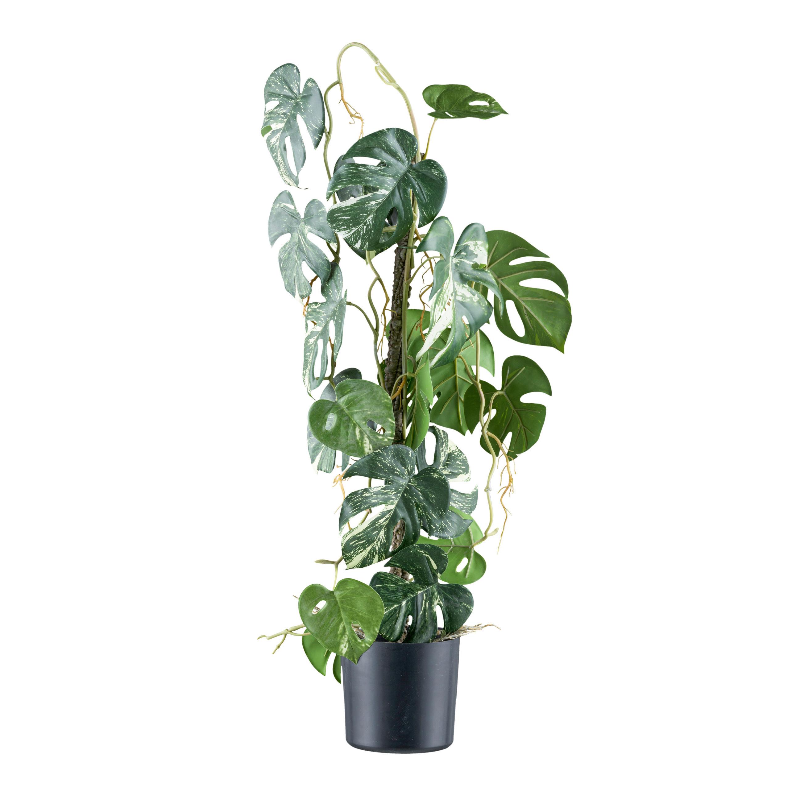 Kunstpflanze Split Philodendron H: 66 cm - Schwarz/Braun, Design, Kunststoff (66cm)