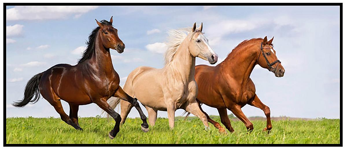 Leinwandbild Amadeus - Multicolor/Schwarz, KONVENTIONELL, Holzwerkstoff/Kunststoff (120/50/2,8cm) - Luca Bessoni