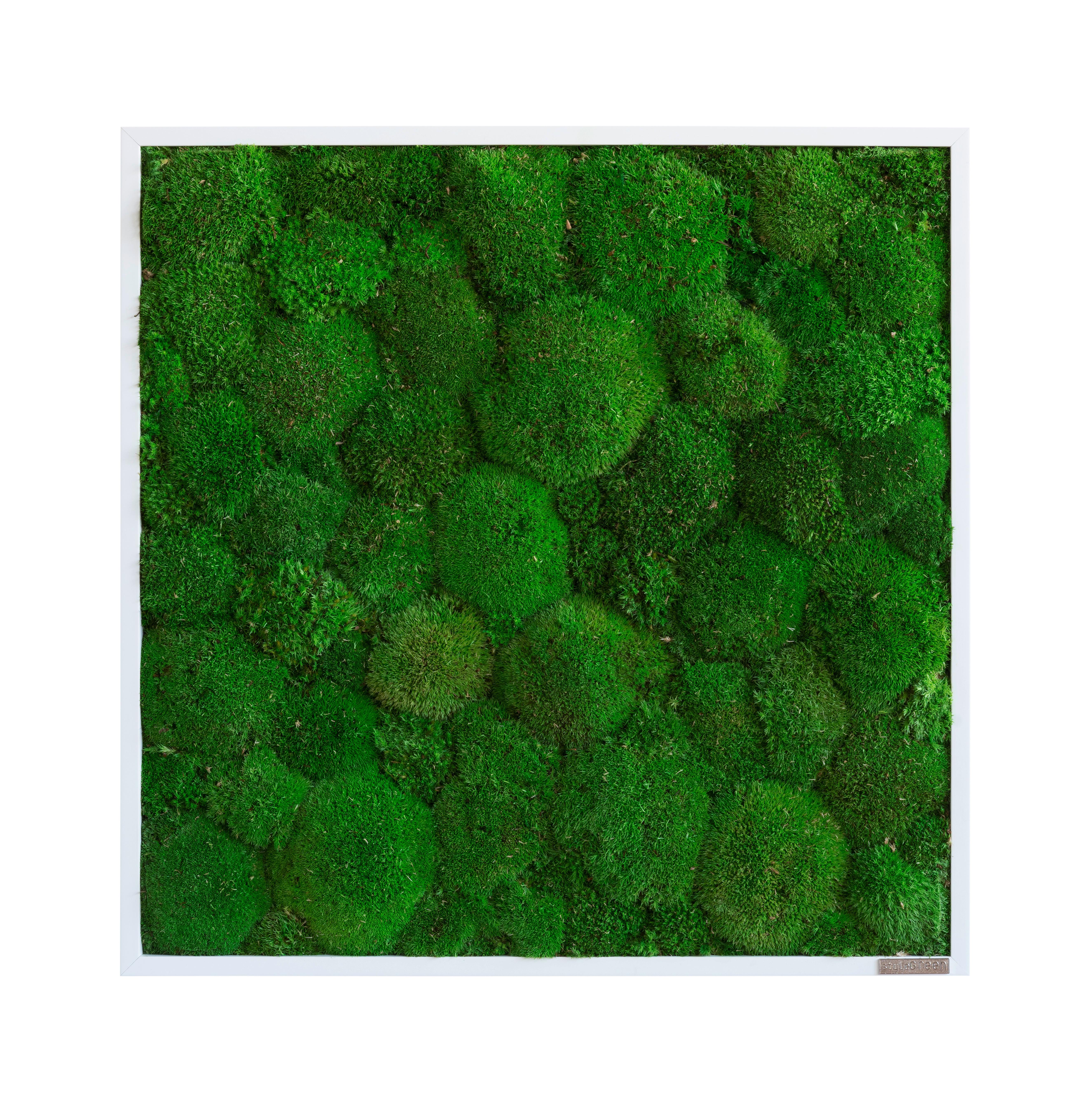 Moosbild Grün B: 55 cm - Weiß/Grün, Basics, Naturmaterialien/Holz (55/55/7cm)