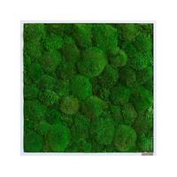 Moosbild Grün B: 55 Cm - Weiß/Grün, Basics, Naturmaterialien/Holz (55/55/7cm)