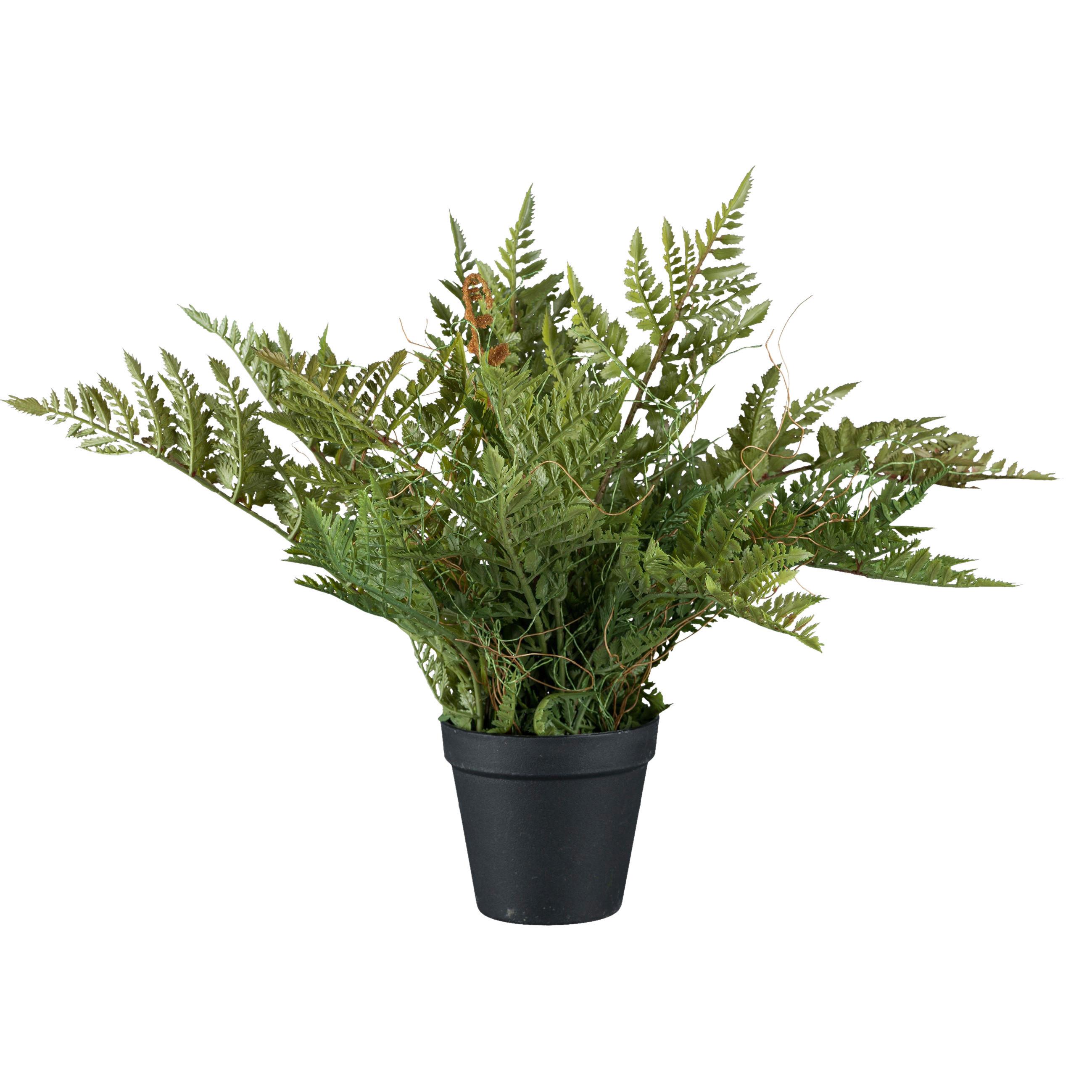 Dekoračná rastlina Farn, V: 40cm - zelená, Basics, plast (40cm) - Modern Living