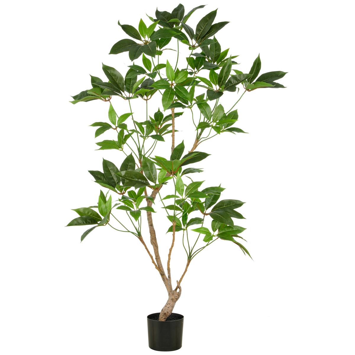 Kunstpflanze Zimmeraralie Kunststoff, Grün, H: 150 cm - Schwarz/Braun, Basics, Kunststoff (150cm) - P & B