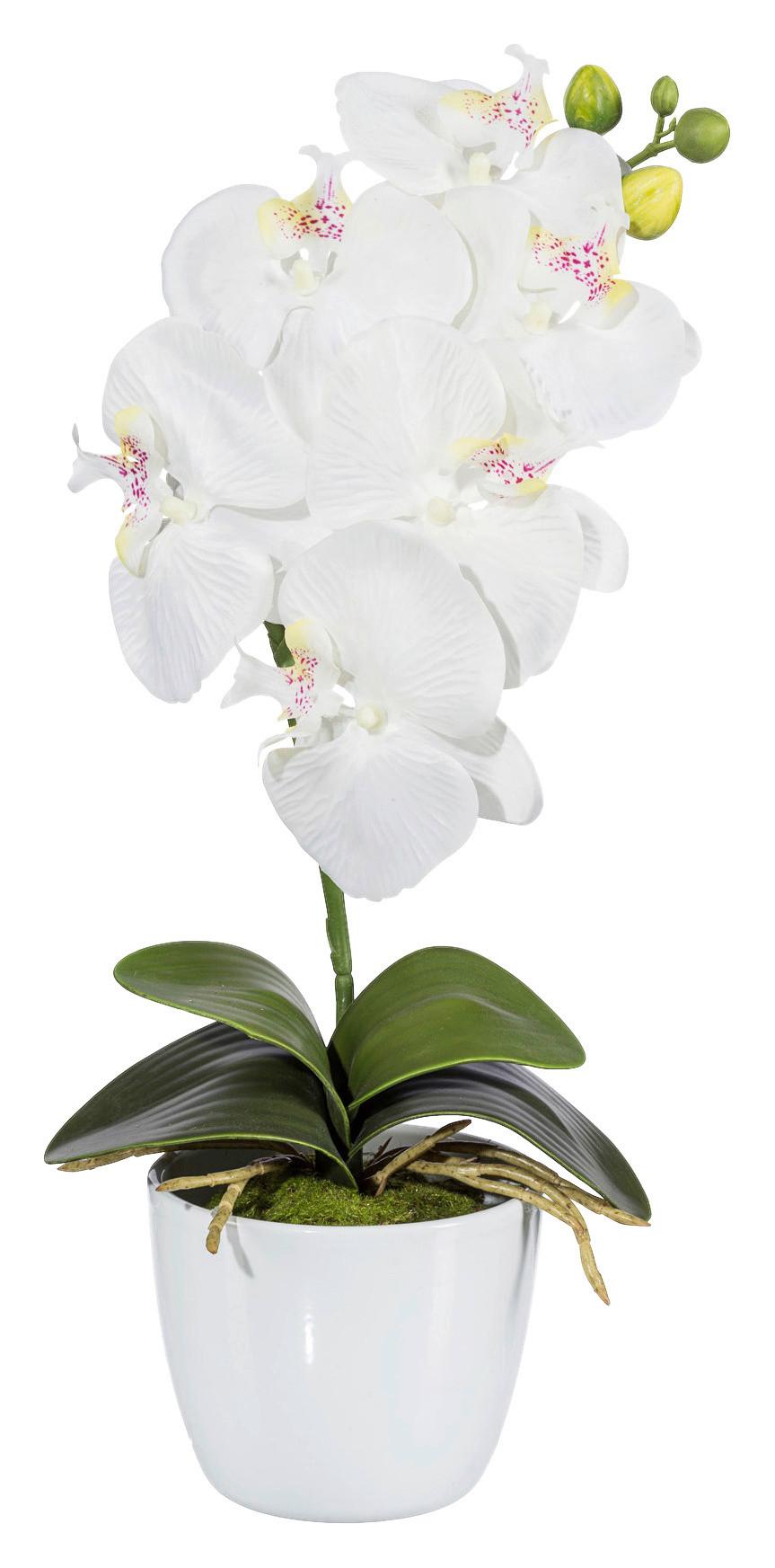 Kunstpflanze Orchidee Bunt L: 40 cm Im Topf, Sofie - Lila/Multicolor, Natur, Kunststoff (40cm)