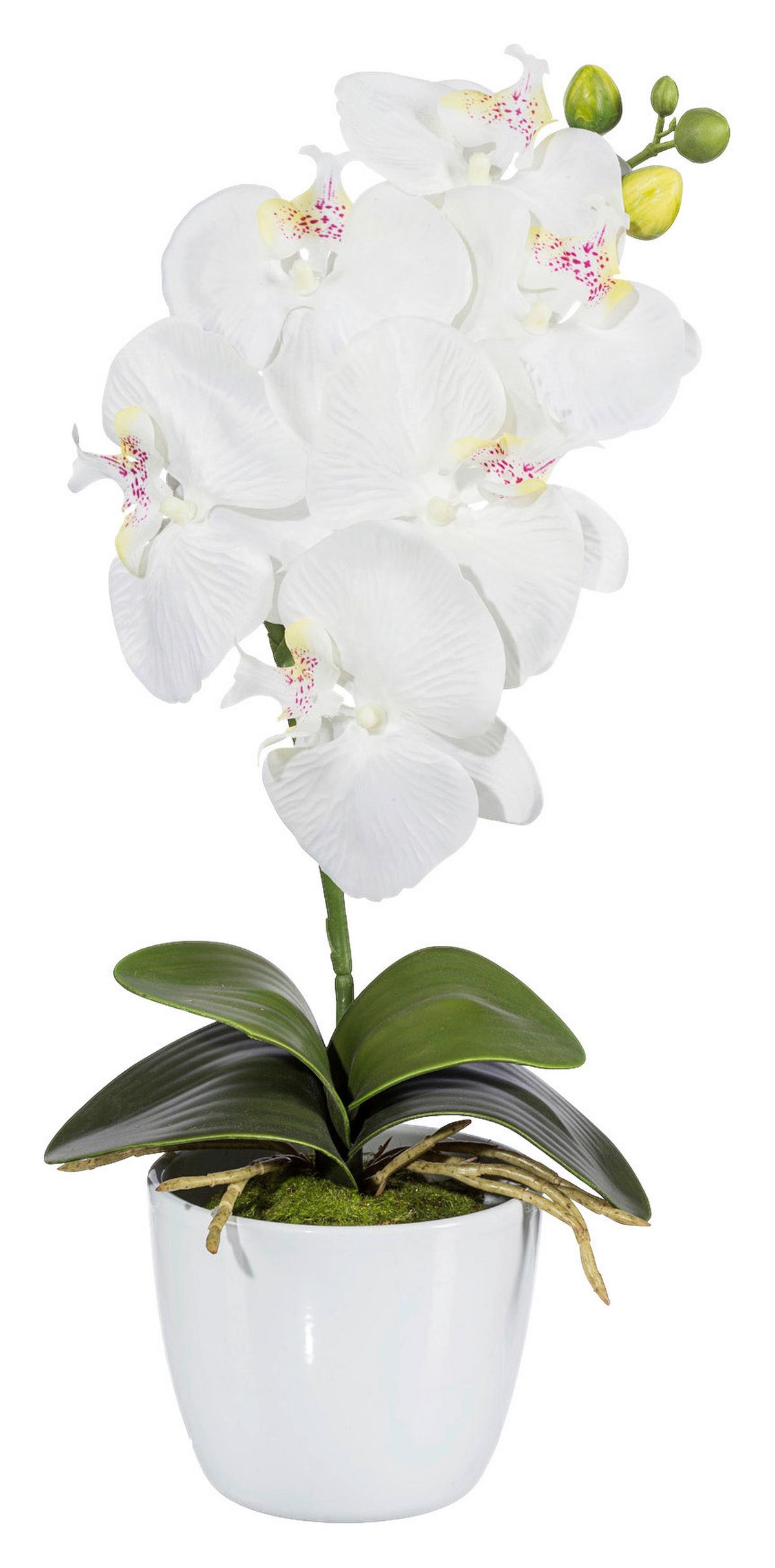Kunstpflanze Orchidee Bunt L: 40 cm Im Topf, Sofie - Lila/Multicolor, Natur, Kunststoff (40cm)