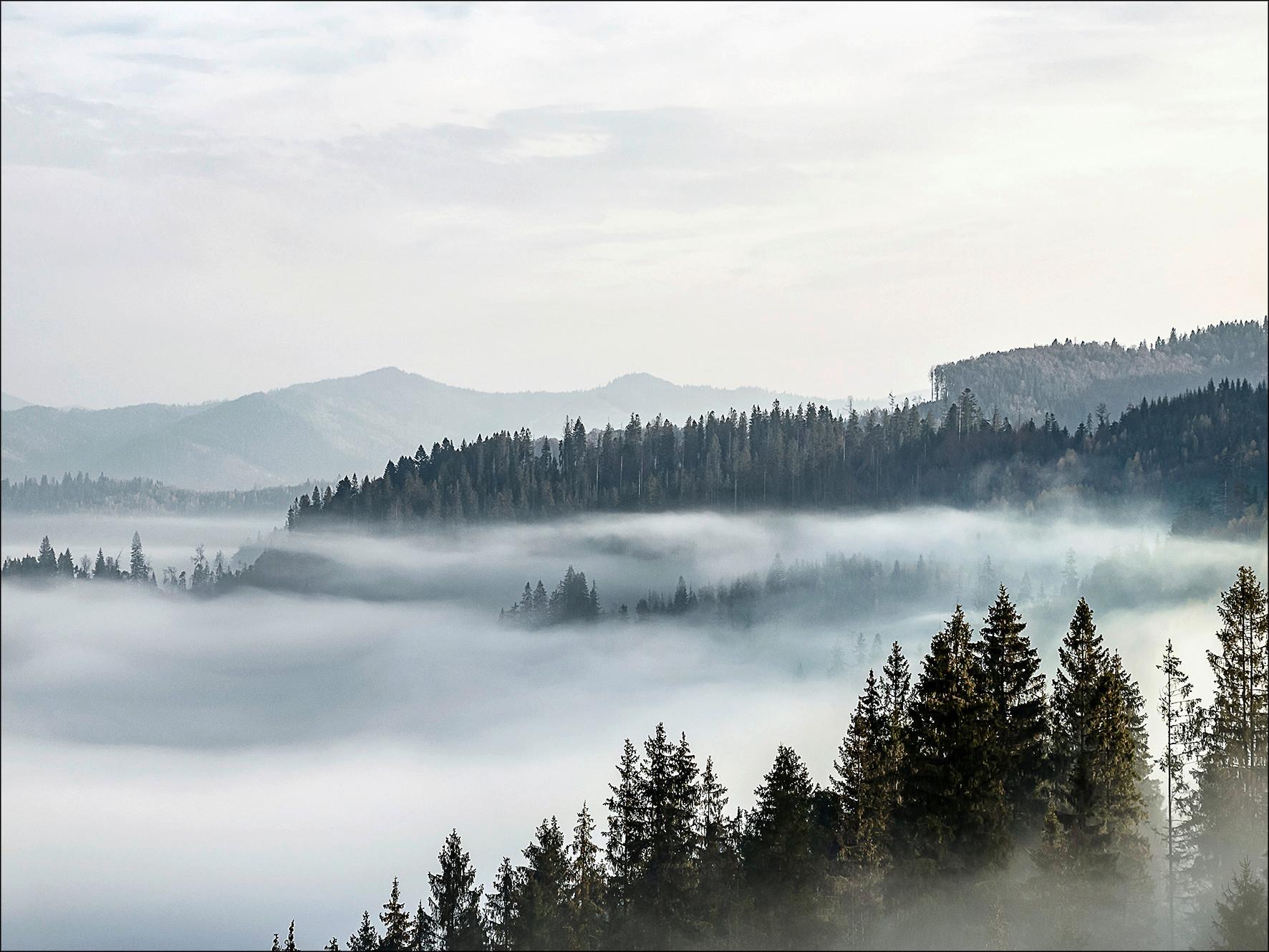 Leinwandbild Wald mit Nebel Naturmotiv Grau/Blau 116x84 cm - Blau/Anthrazit, Basics, Papier/Holzwerkstoff (116/84/2,4cm)