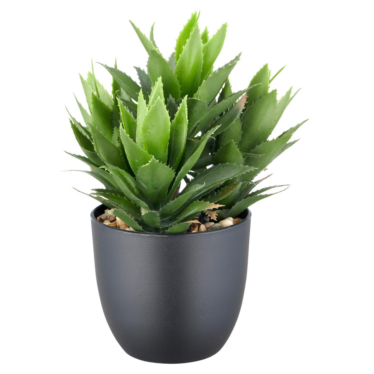 Sukkulente Grün Schwarz B: 9,5 Cm - Schwarz/Grün, Basics, Kunststoff (21cm) - P & B