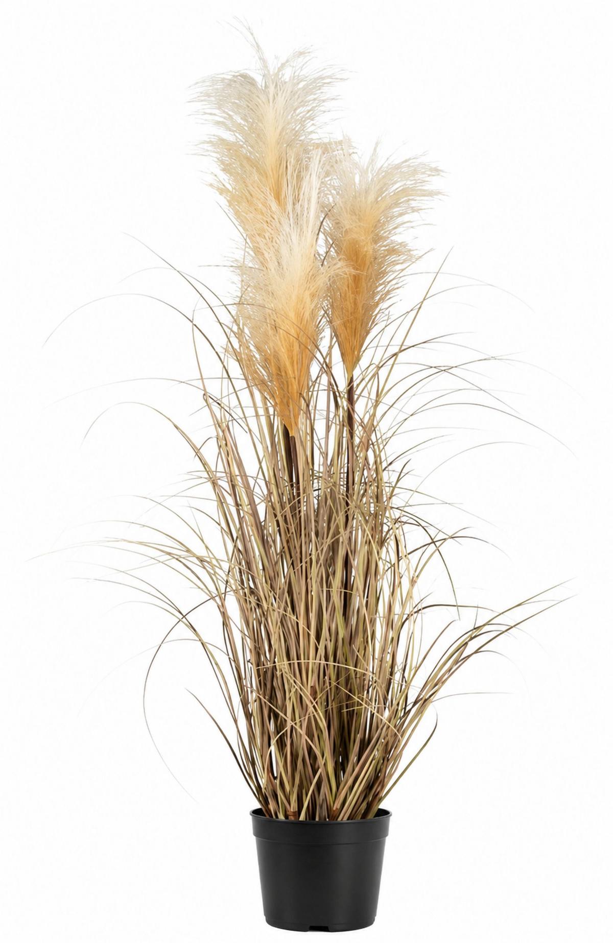 Umělá rostlina Pampová tráva, V: ca. 76cm - přírodní barvy, Moderní, plast (76cm) - Modern Living