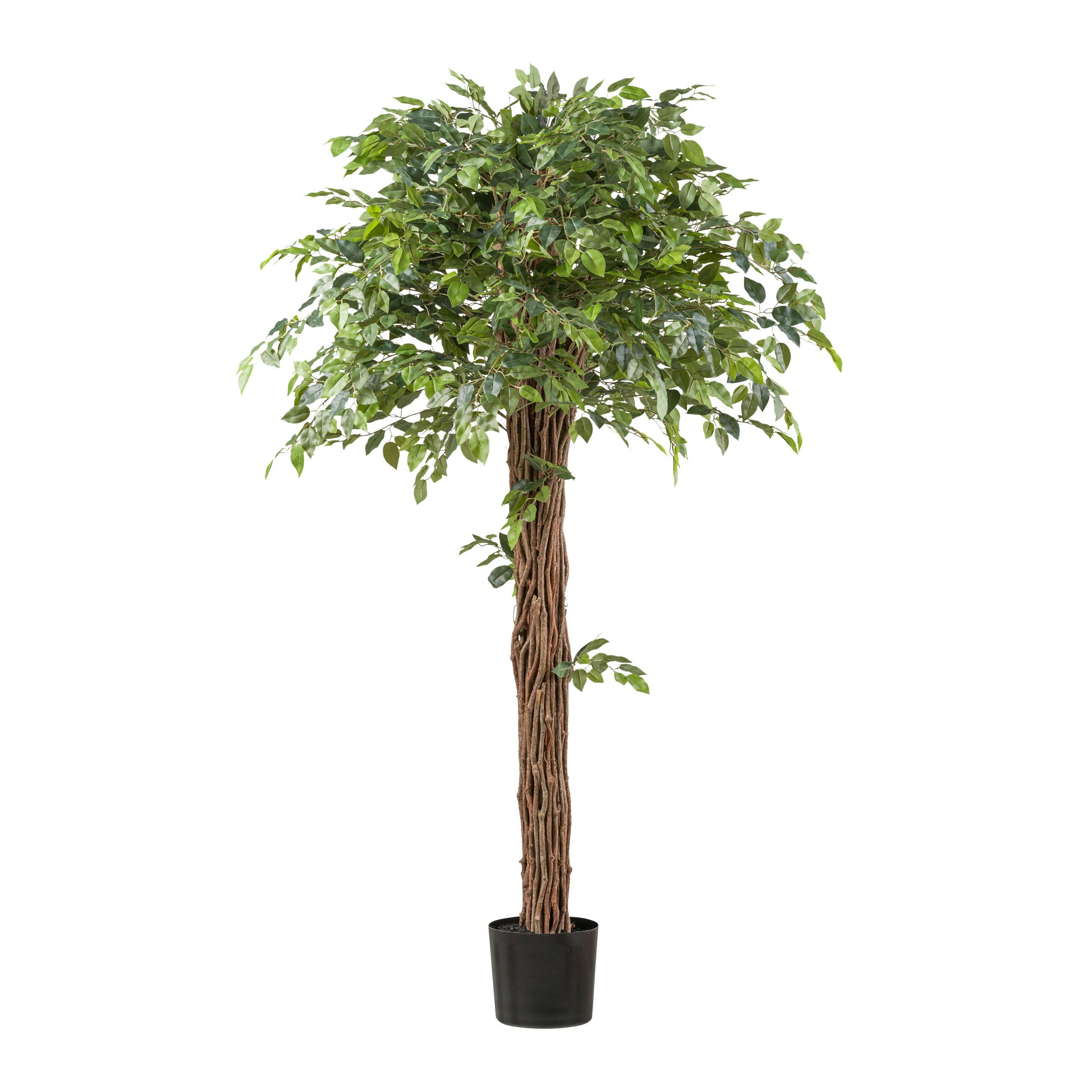 Kunstpflanze Ficus Benjamina Mit Naturstamm H: 175 Cm - Schwarz/Braun, Design, Kunststoff (175cm) - P & B