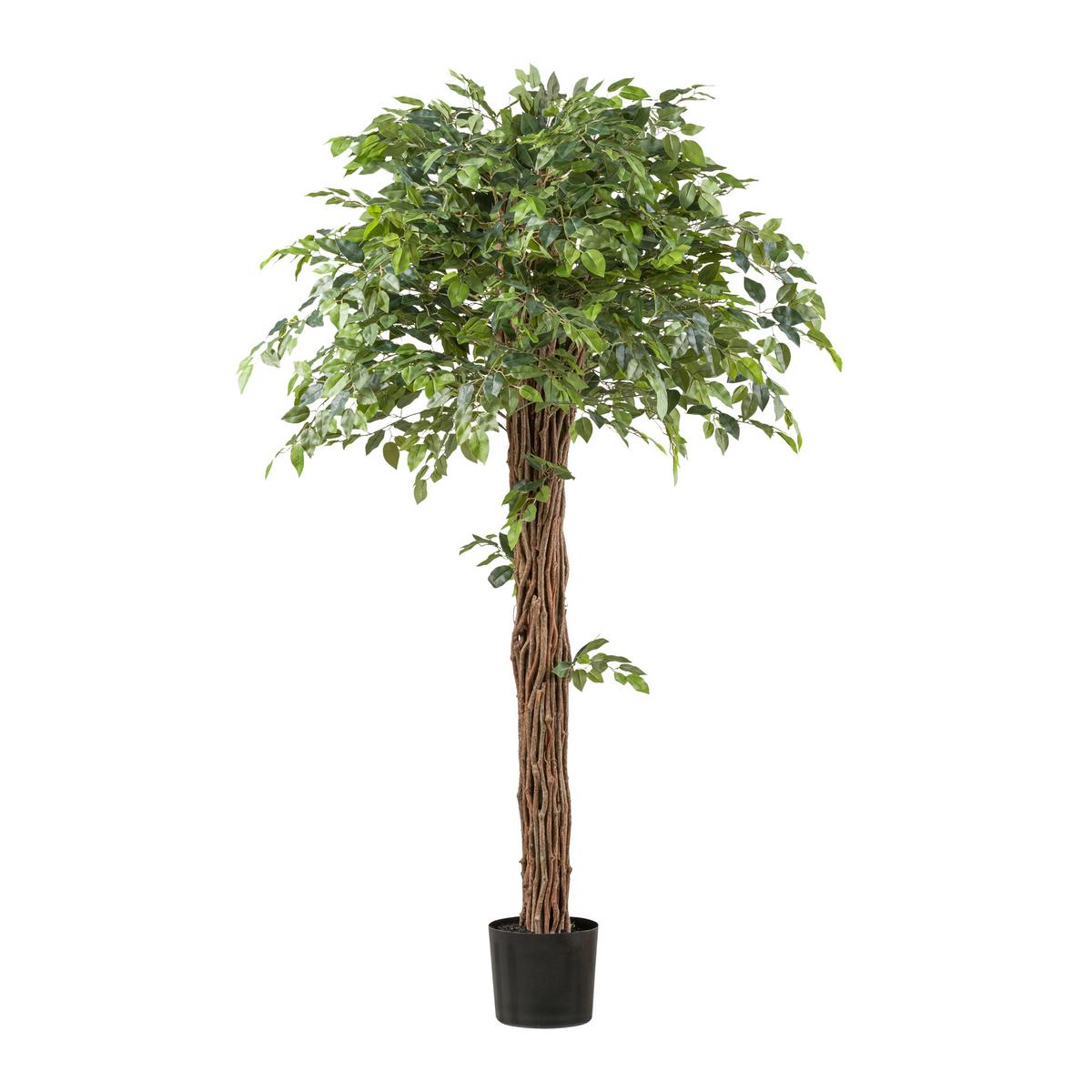 Kunstpflanze Ficus Benjamina Mit Naturstamm H: 175 Cm - Schwarz/Braun, Design, Kunststoff (175cm) - P & B