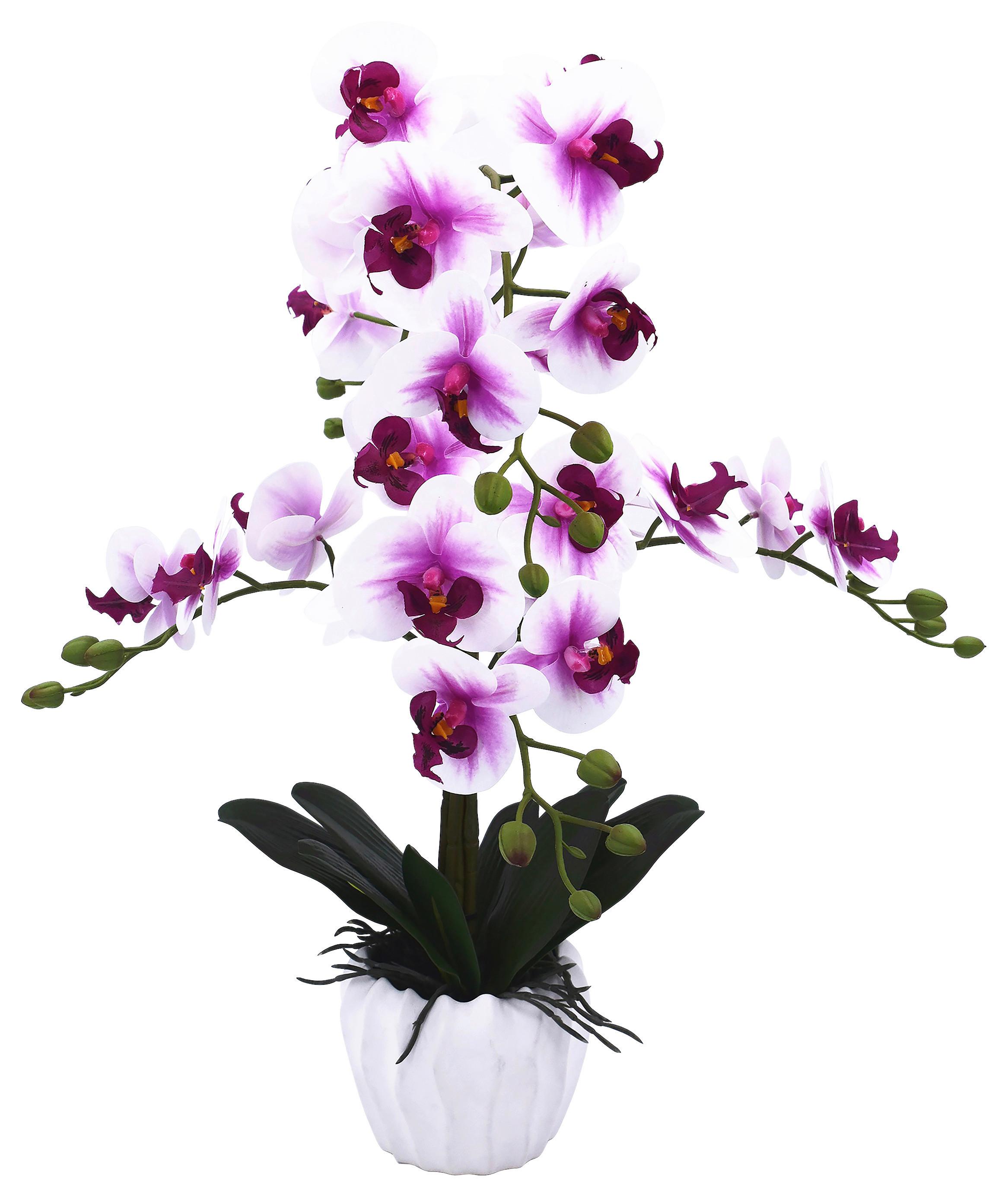 Orchidee Emilia - Violett/Aubergine, KONVENTIONELL, Keramik/Kunststoff (50/44/58cm) - Luca Bessoni