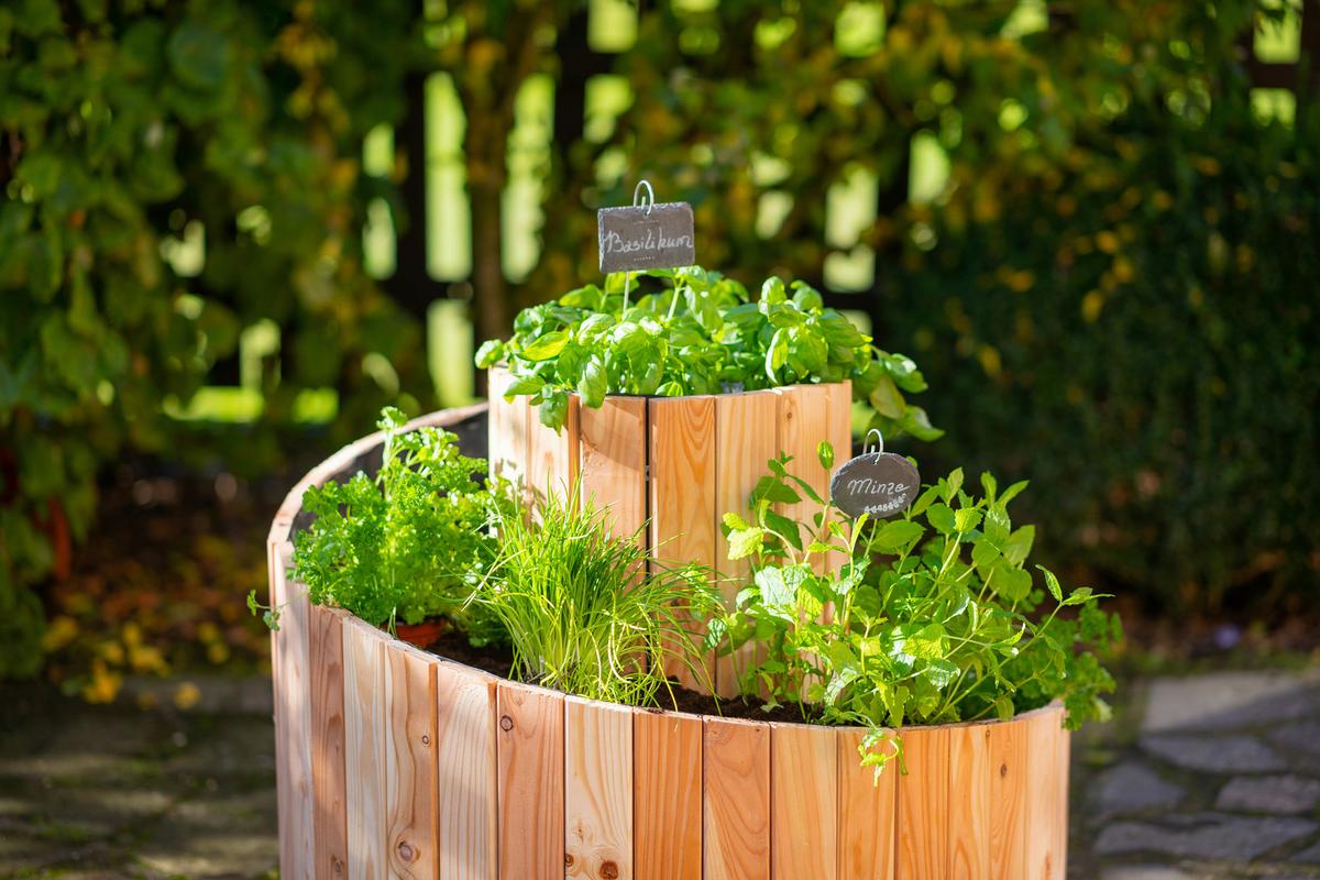 Hochbeet Echtholz Lärche Kräuterschnecke 55x74x55 cm - Lärchefarben, Basics, Holz (55/74cm)