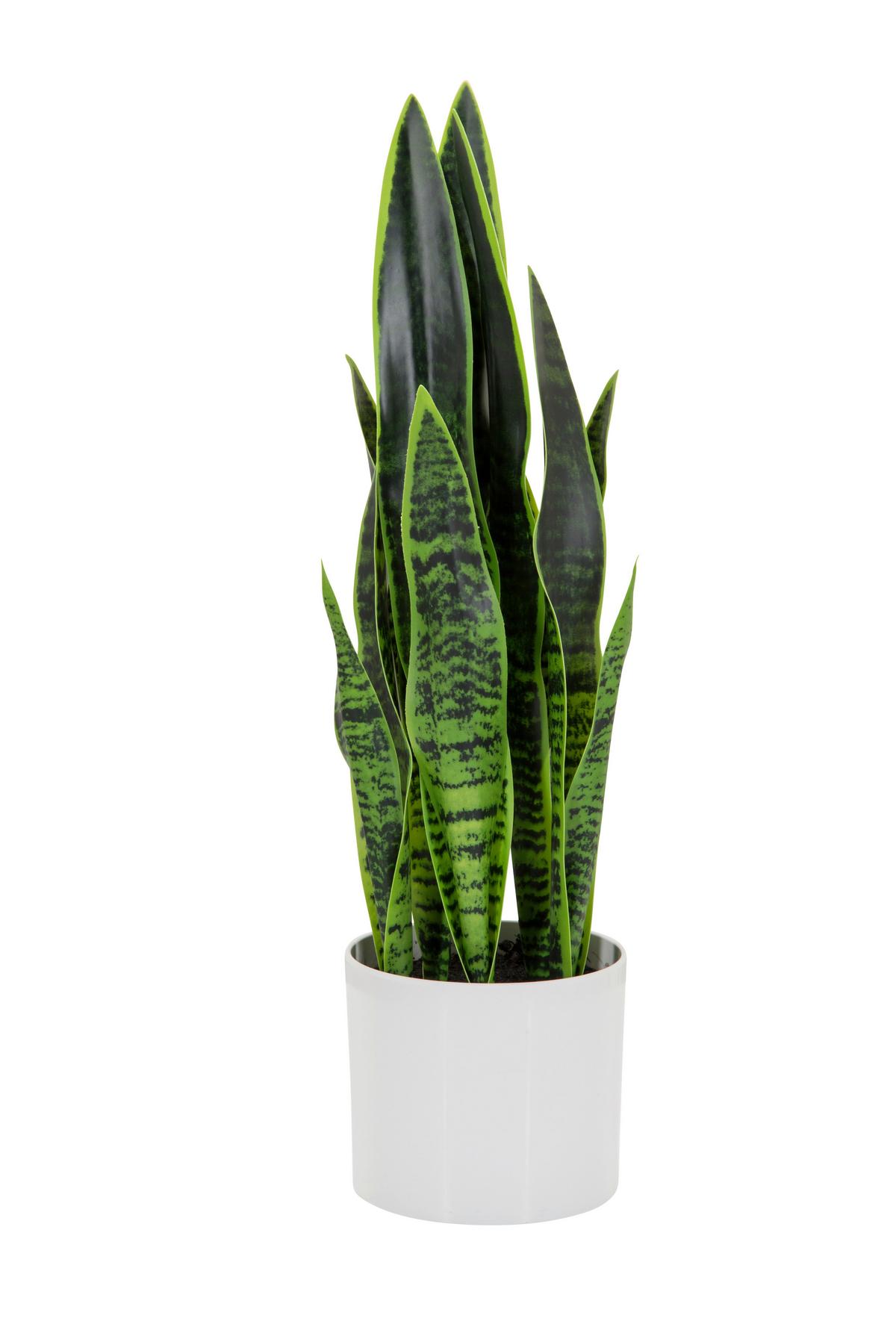 Kunstpflanze Sansevieria - Weiß/Grün, Basics, Kunststoff/Textil (16/65/16cm) - MID.YOU