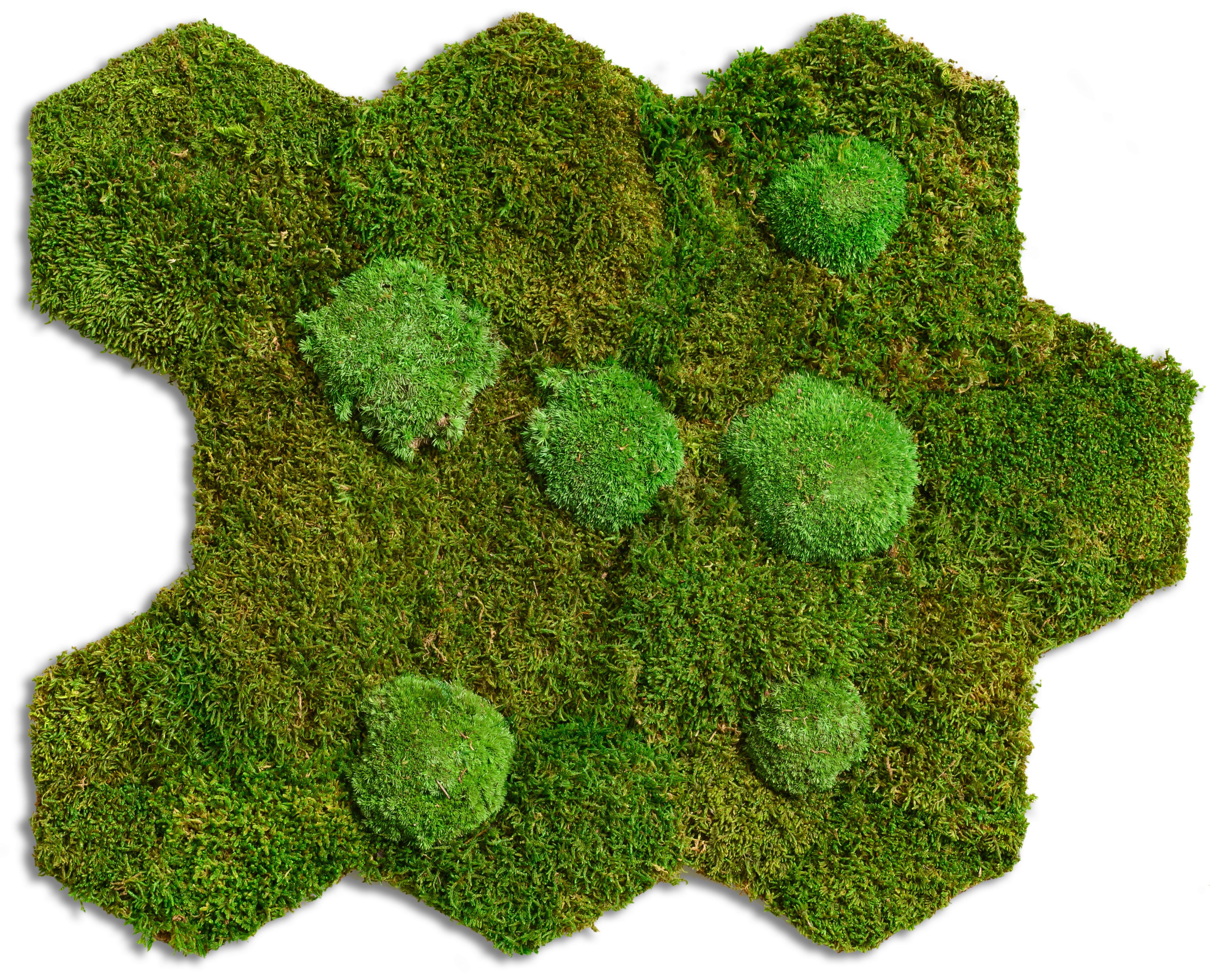 Moosbild Grün B: 55 cm - Grün, Basics, Naturmaterialien/Holz (55/66,7cm)