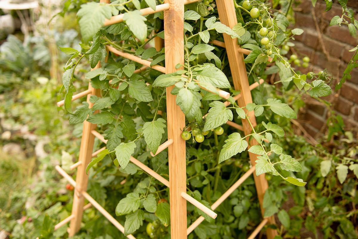 Rankhilfe Ng126 - Hellbraun, Basics, Holz (66/66/144cm)