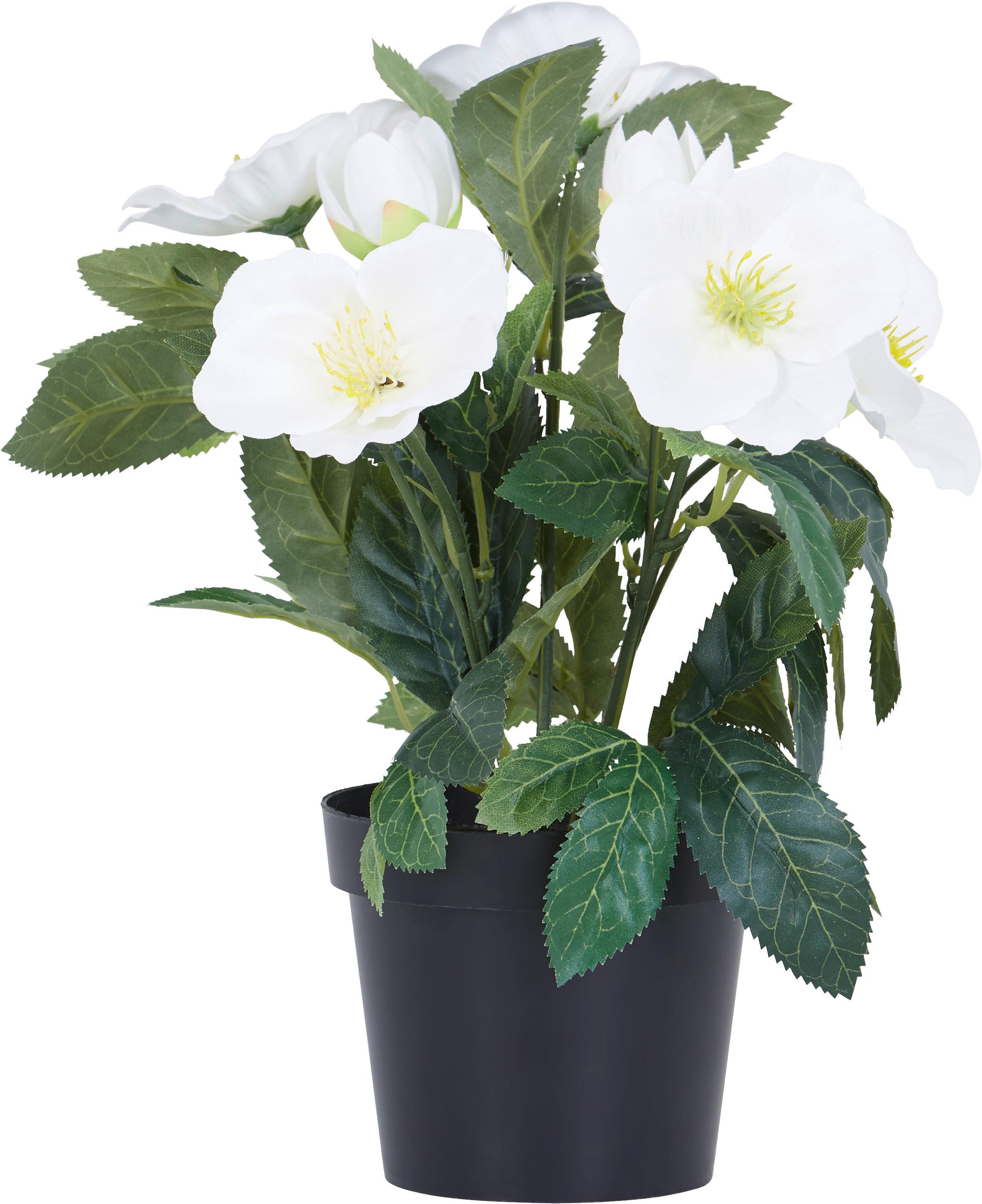 CHRISTROSE Christrose - Braun/Weiß, KONVENTIONELL, Kunststoff (32cm)
